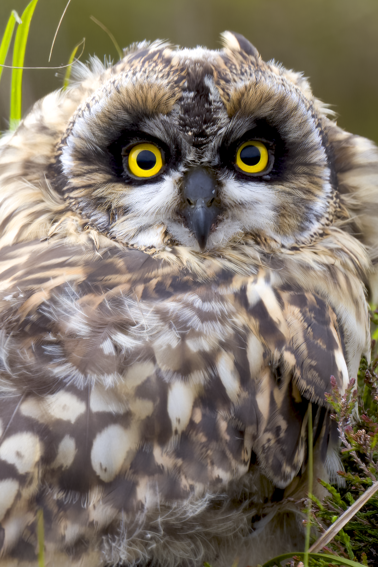 Short-eared Owl | Asio flammeus 