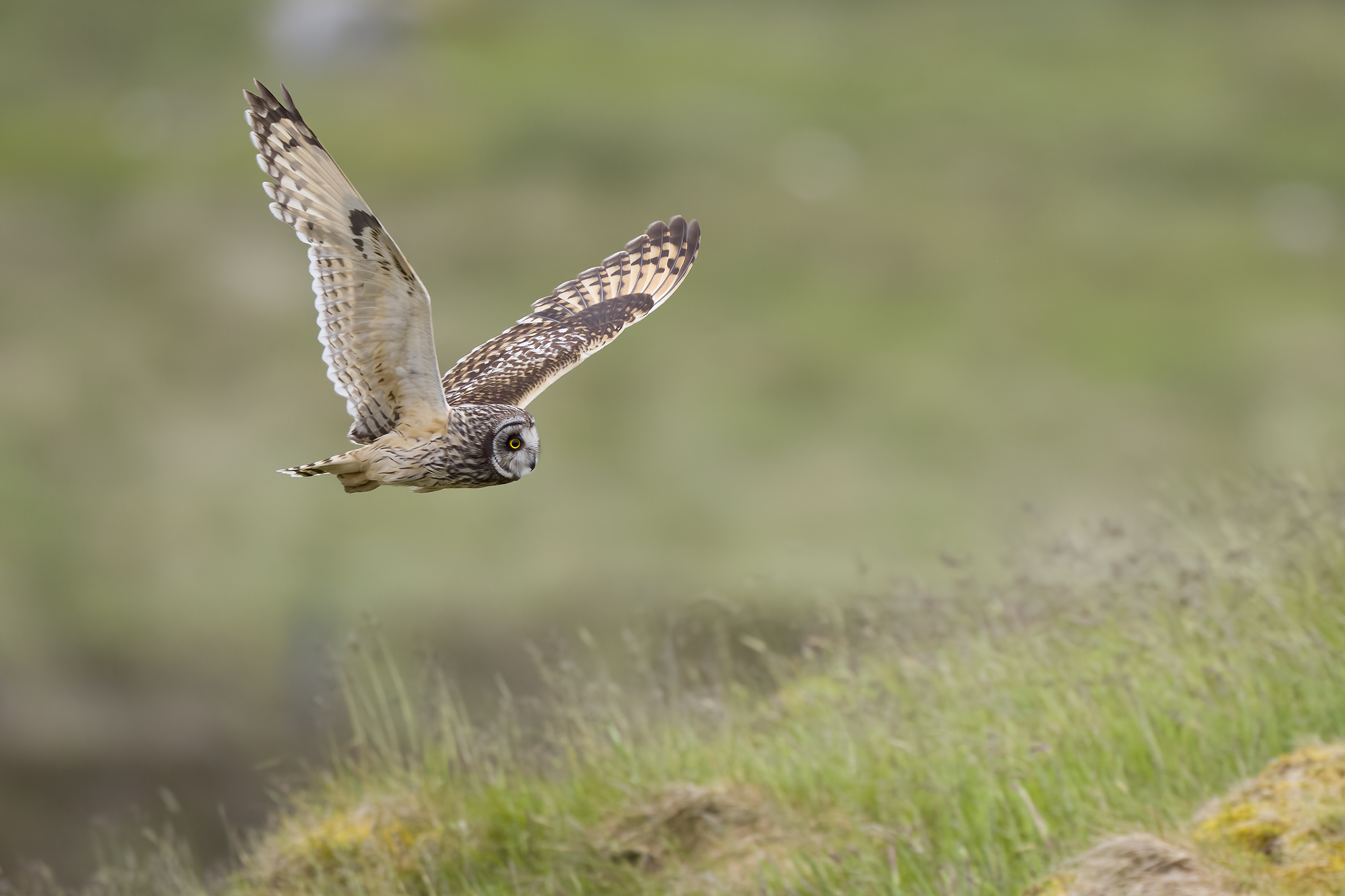 Short-eared Owl | Asio flammeus 