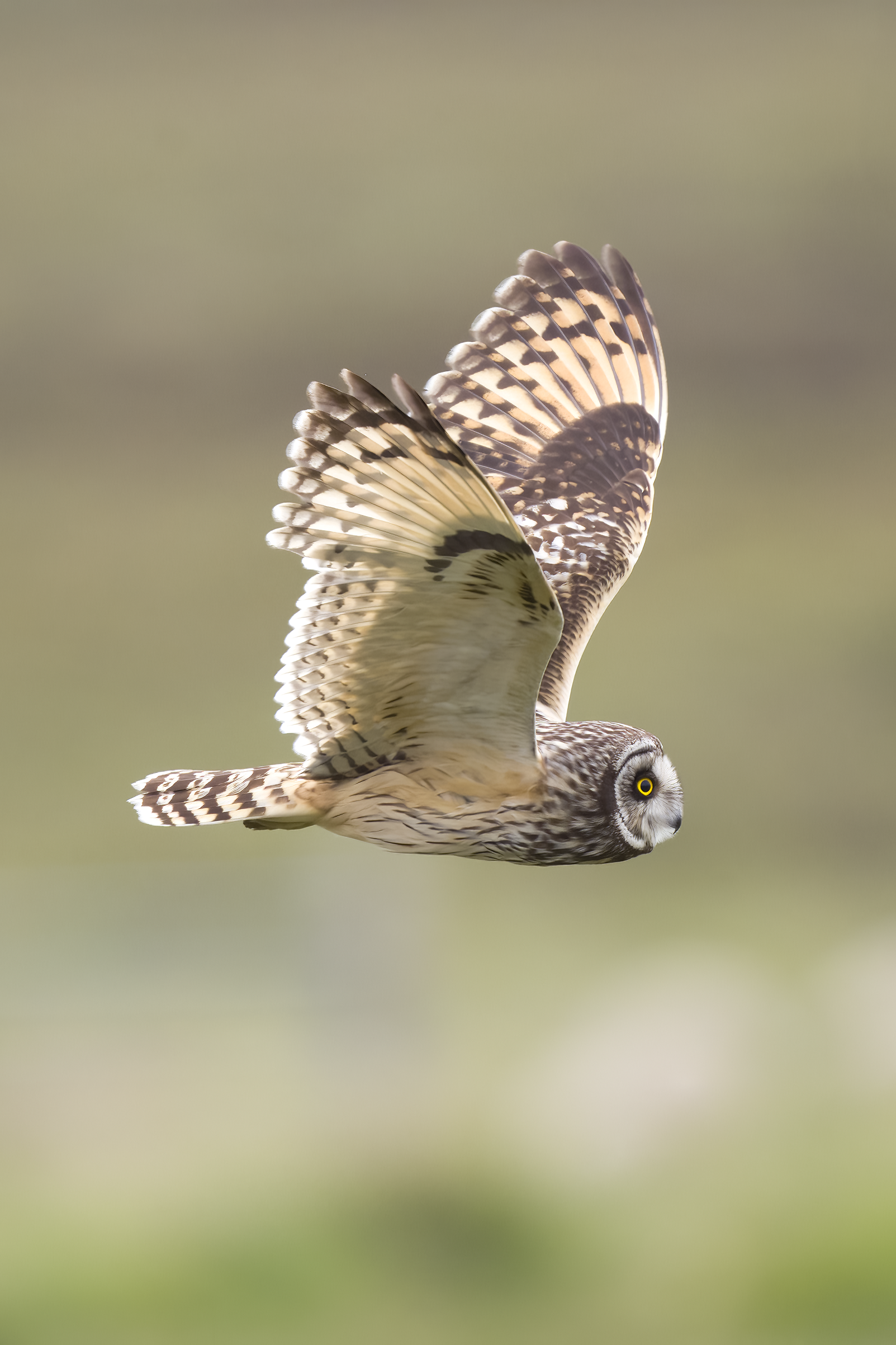 Short-eared Owl | Asio flammeus 