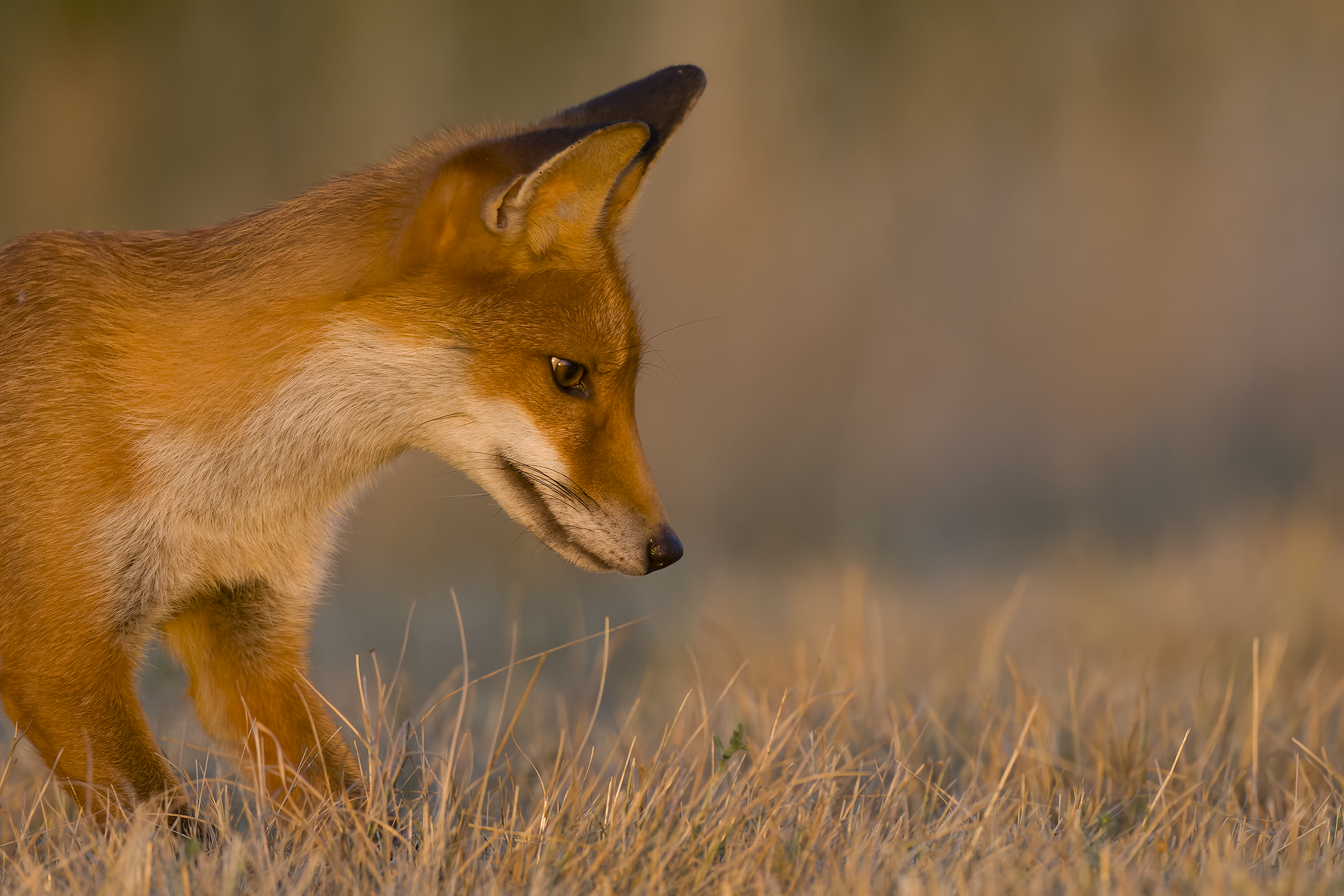 Red fox | Vulpes vulpes