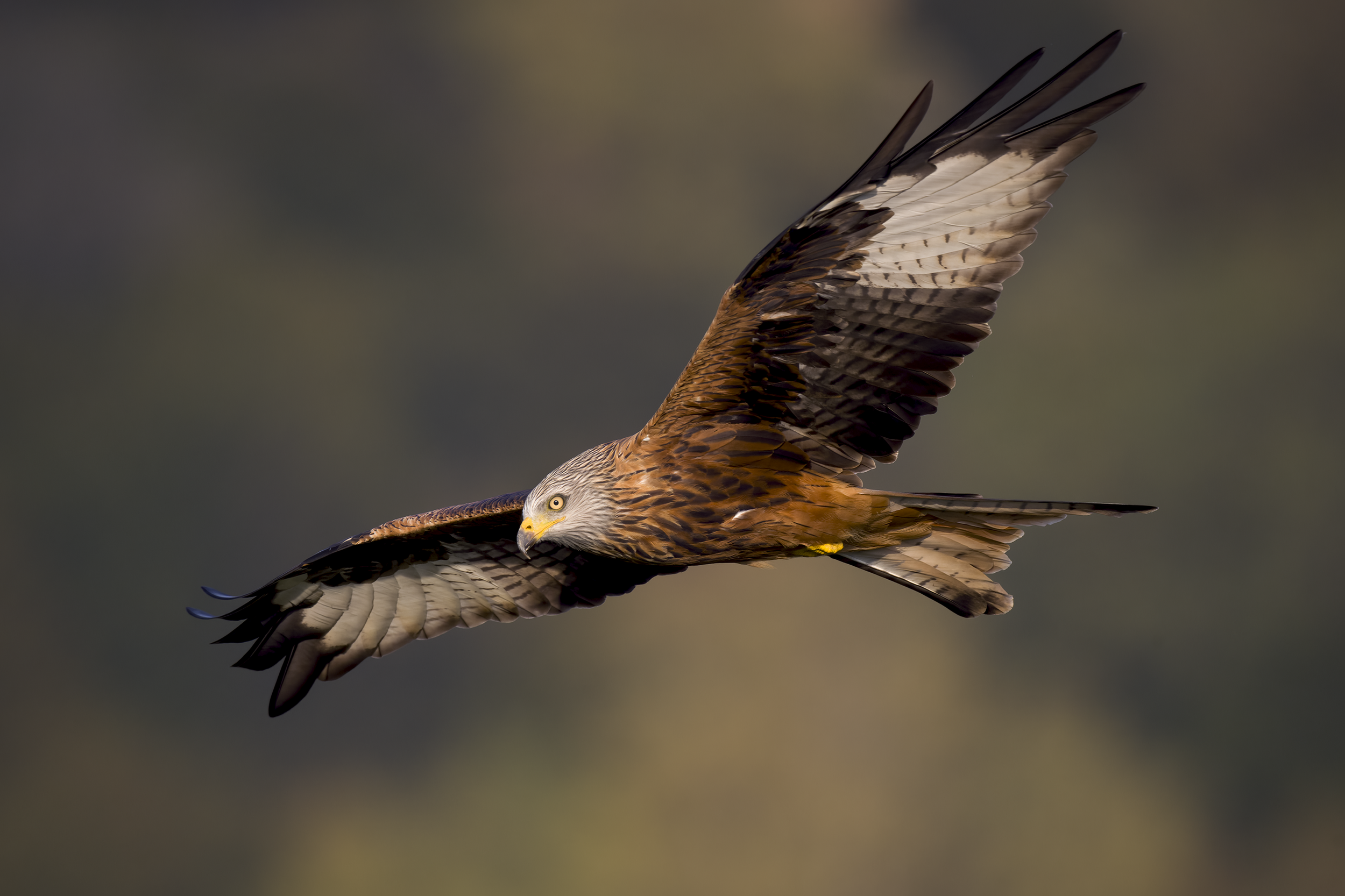Red Kite | Milvus milvus