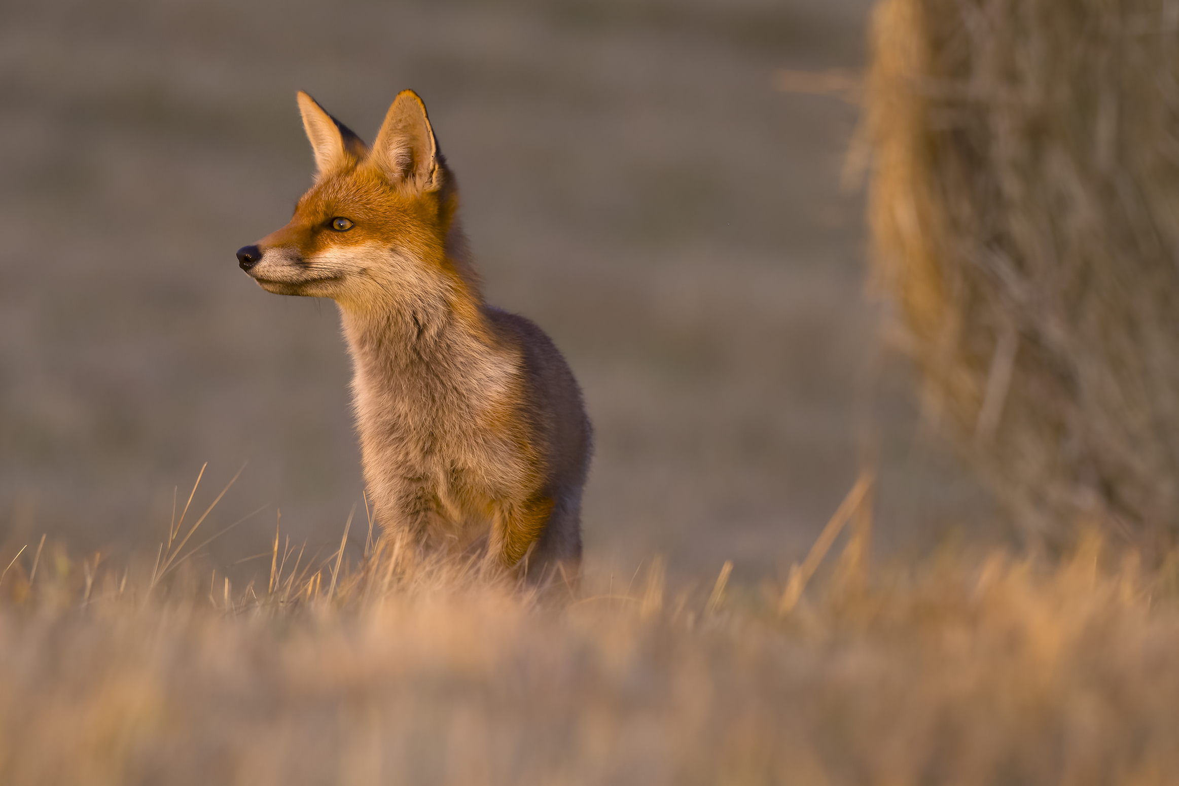 Red fox | Vulpes vulpes