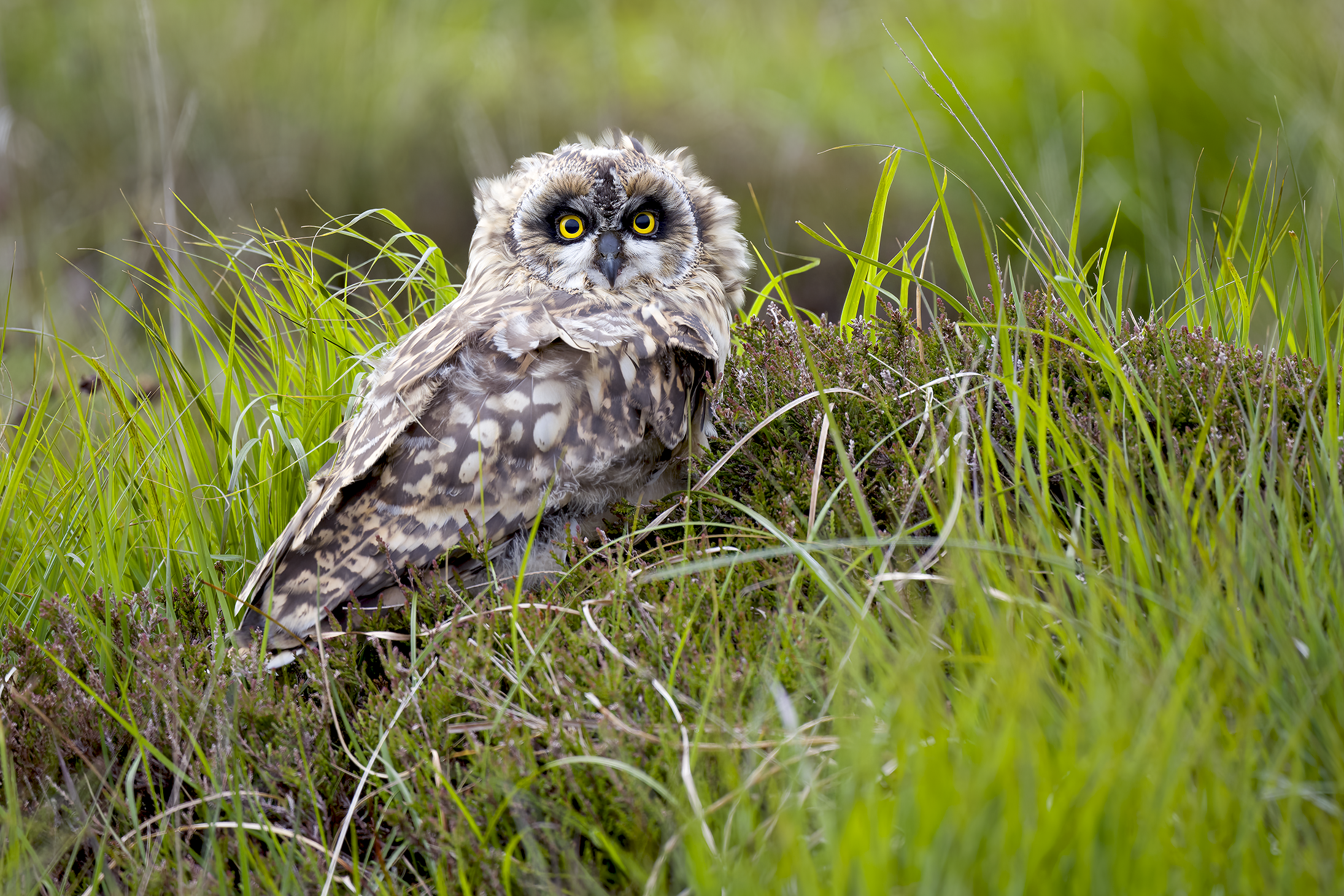 Short-eared Owl | Asio flammeus 
