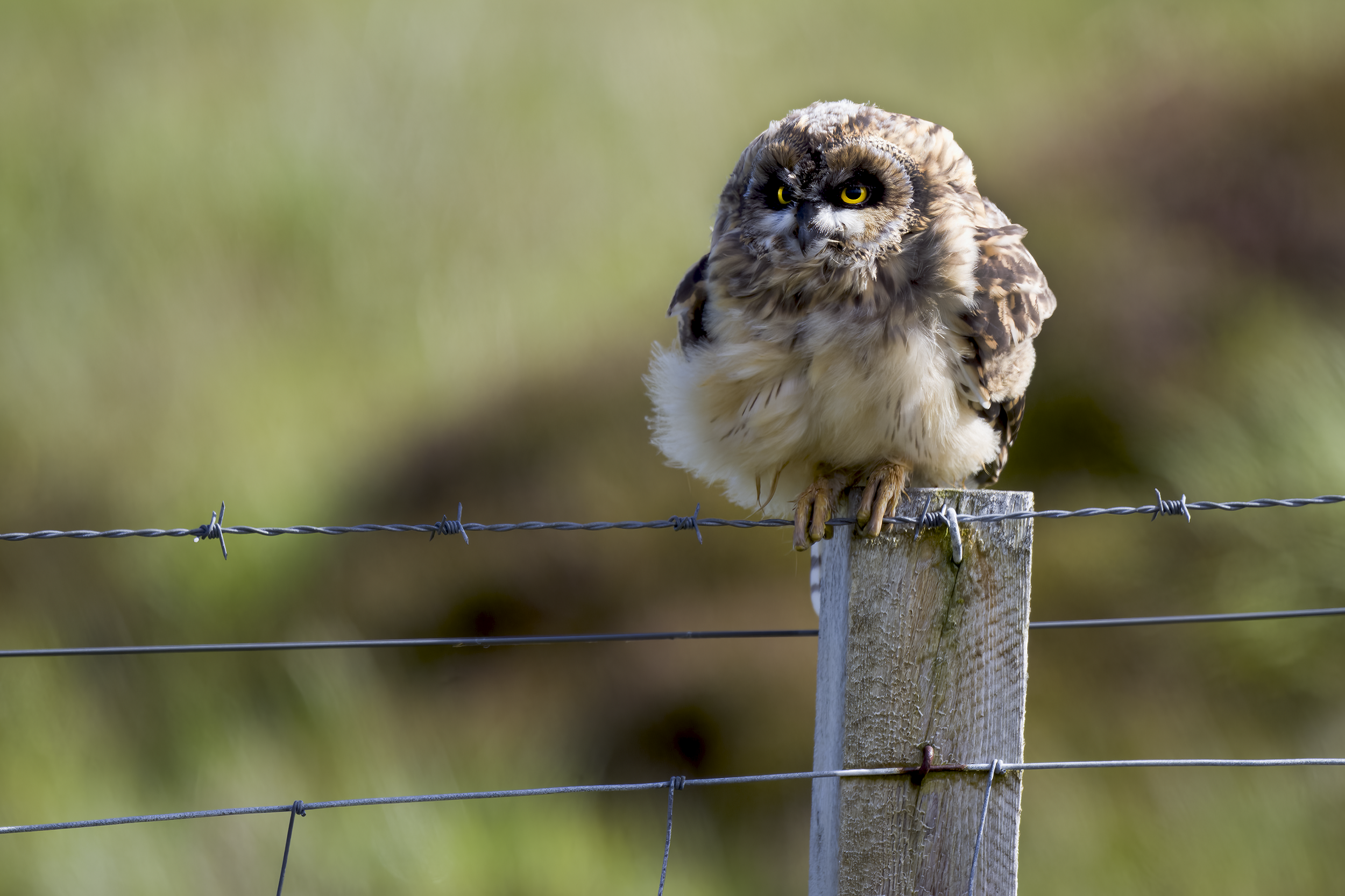 Short-eared Owl | Asio flammeus 