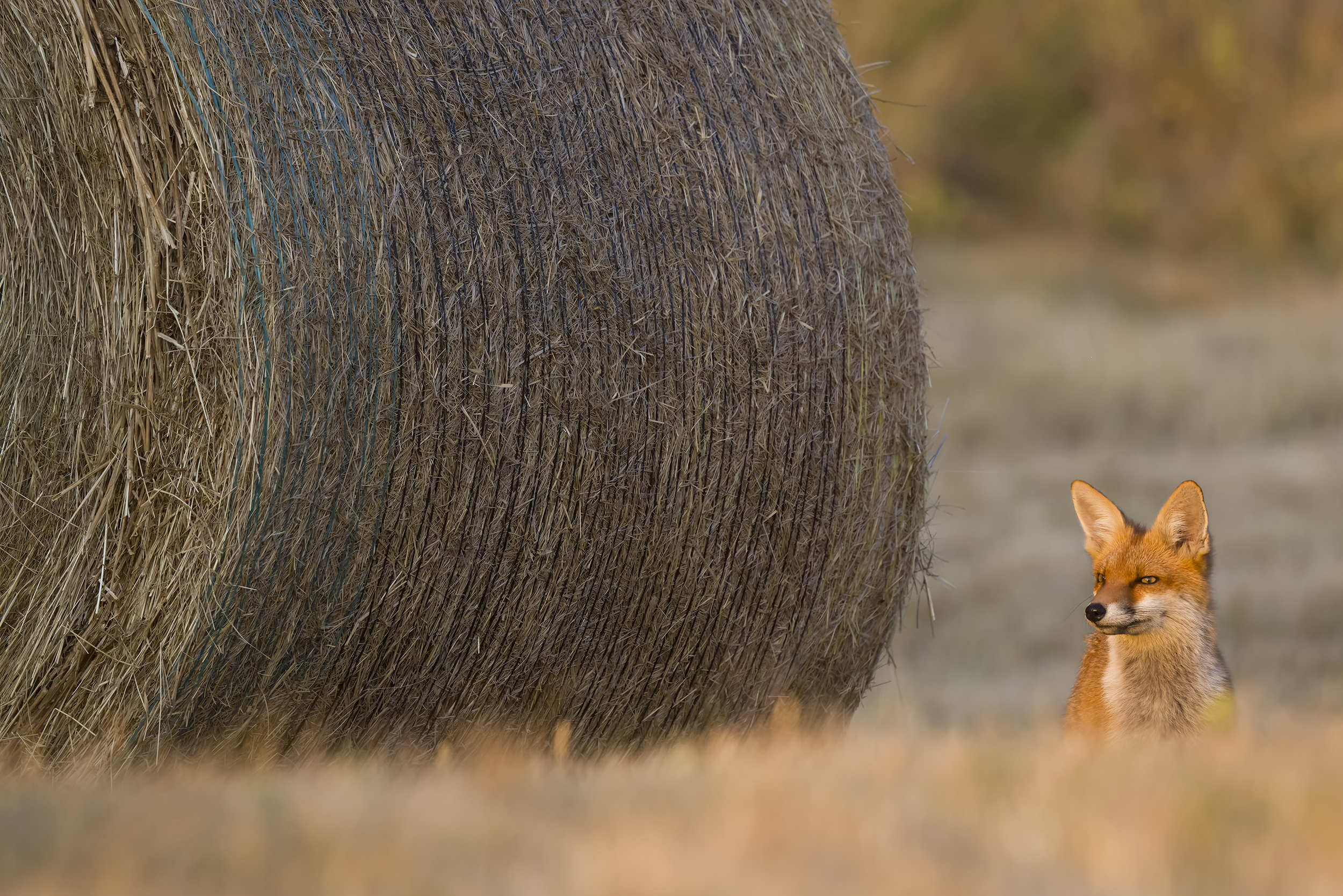 Red fox | Vulpes vulpes
