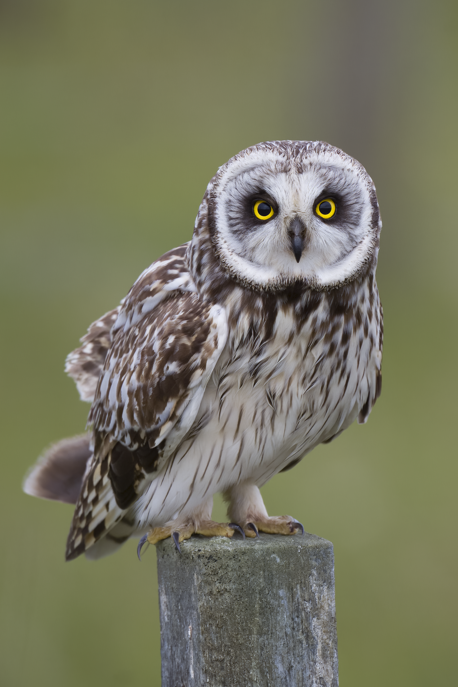 Short-eared Owl | Asio flammeus 