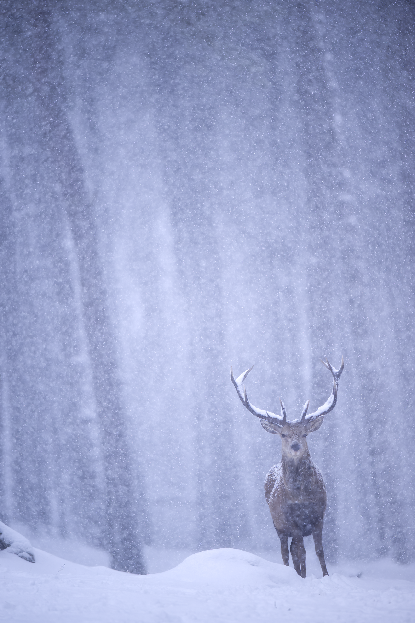 Red deer | Cervus elaphus