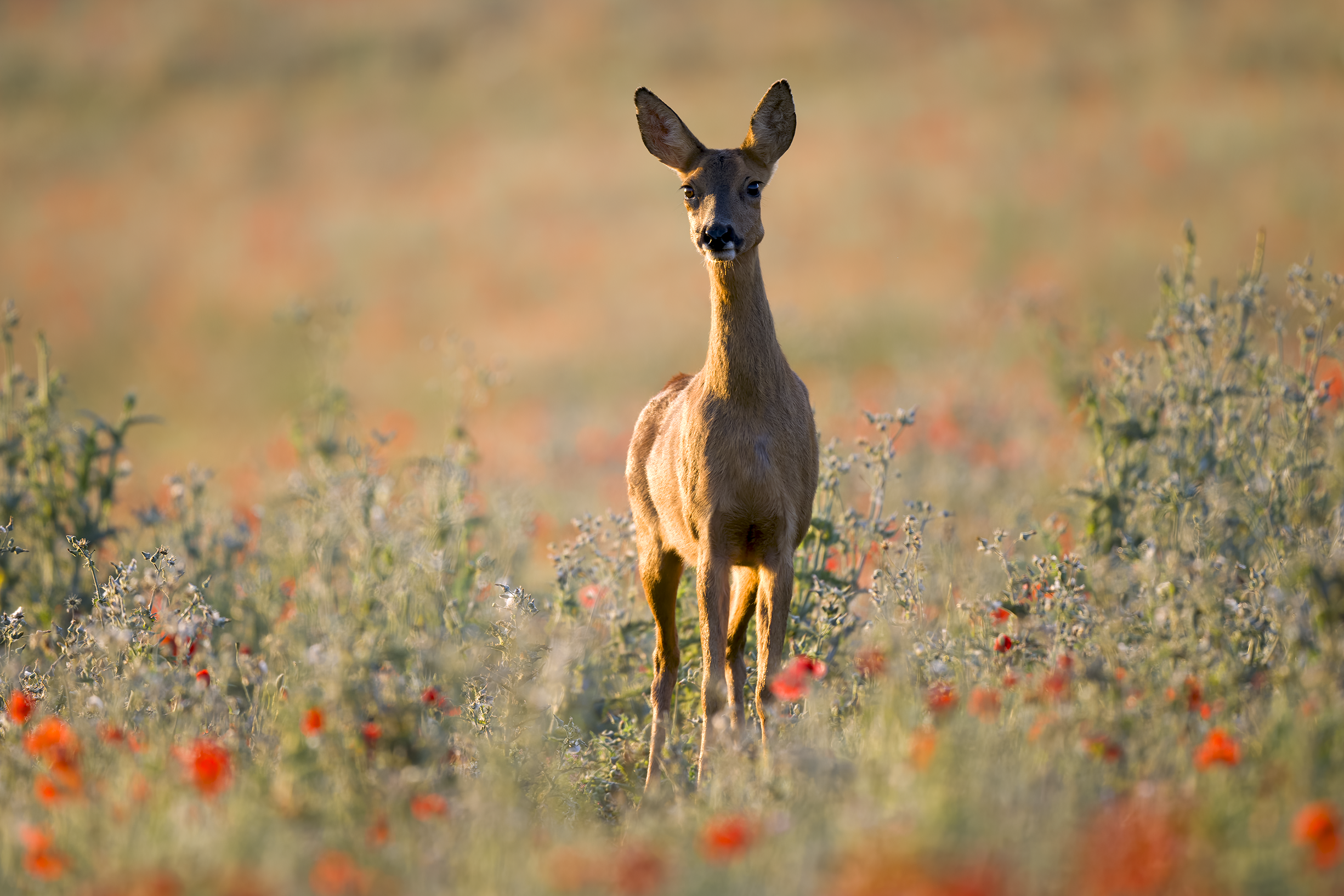 Roe deer | Capreolus capreolus