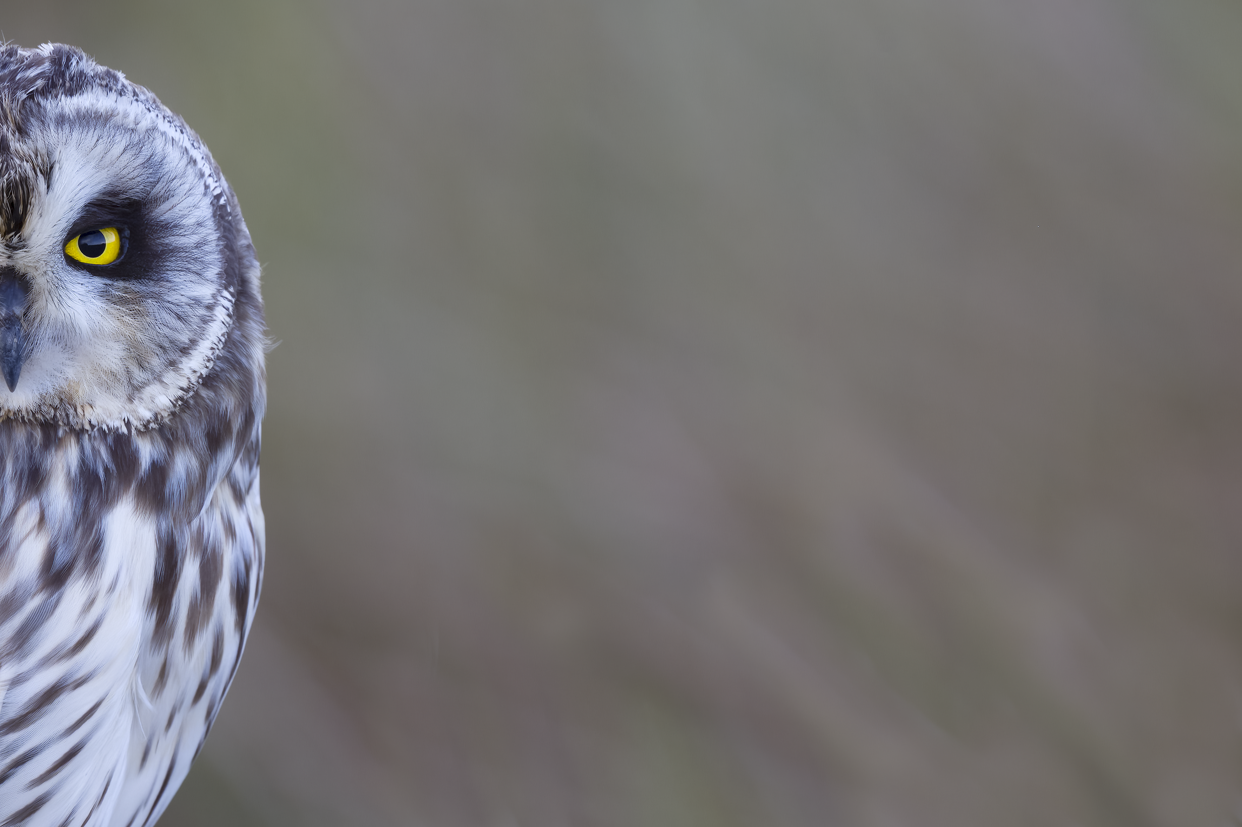Short-eared Owl | Asio flammeus 