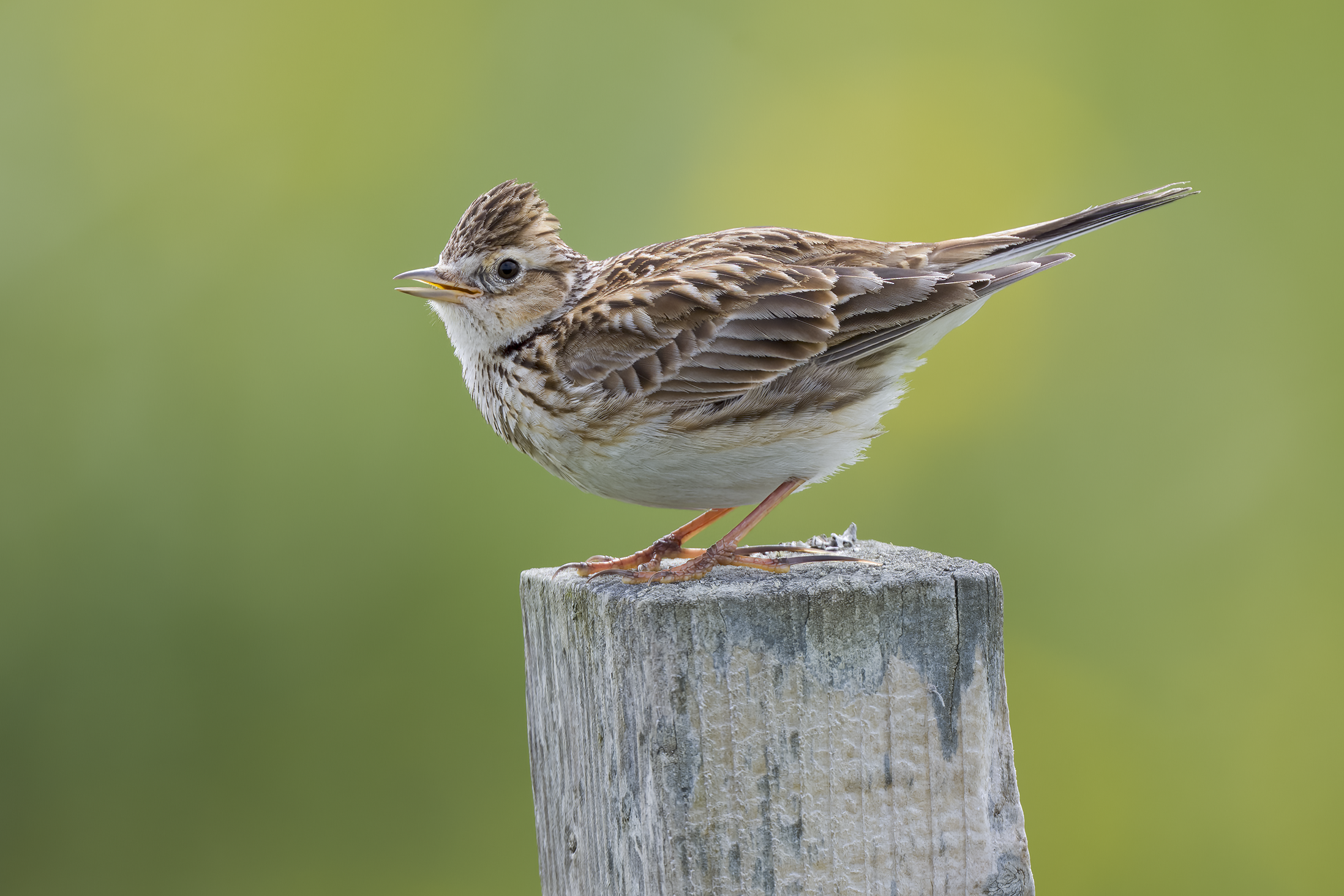 Skylark | Alauda arvensis
