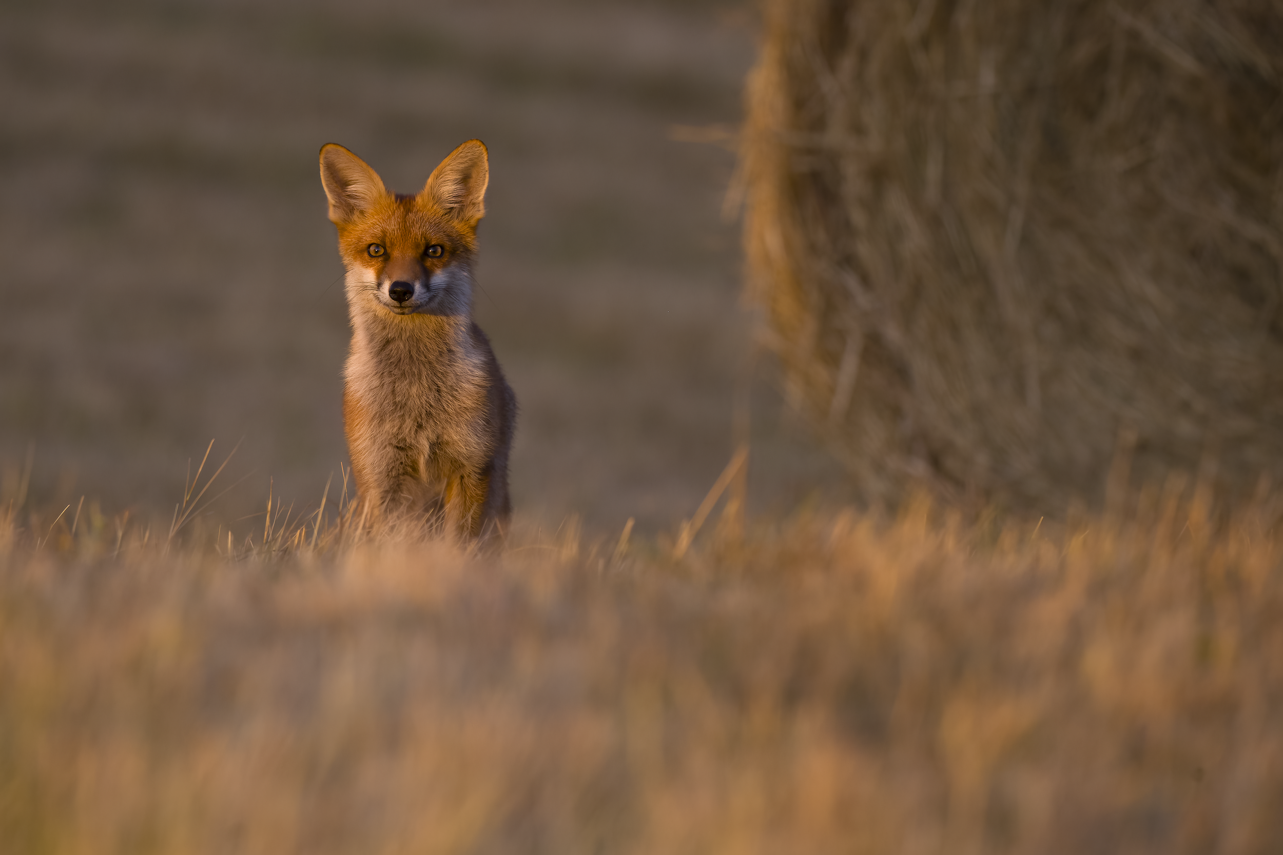 Red fox | Vulpes vulpes