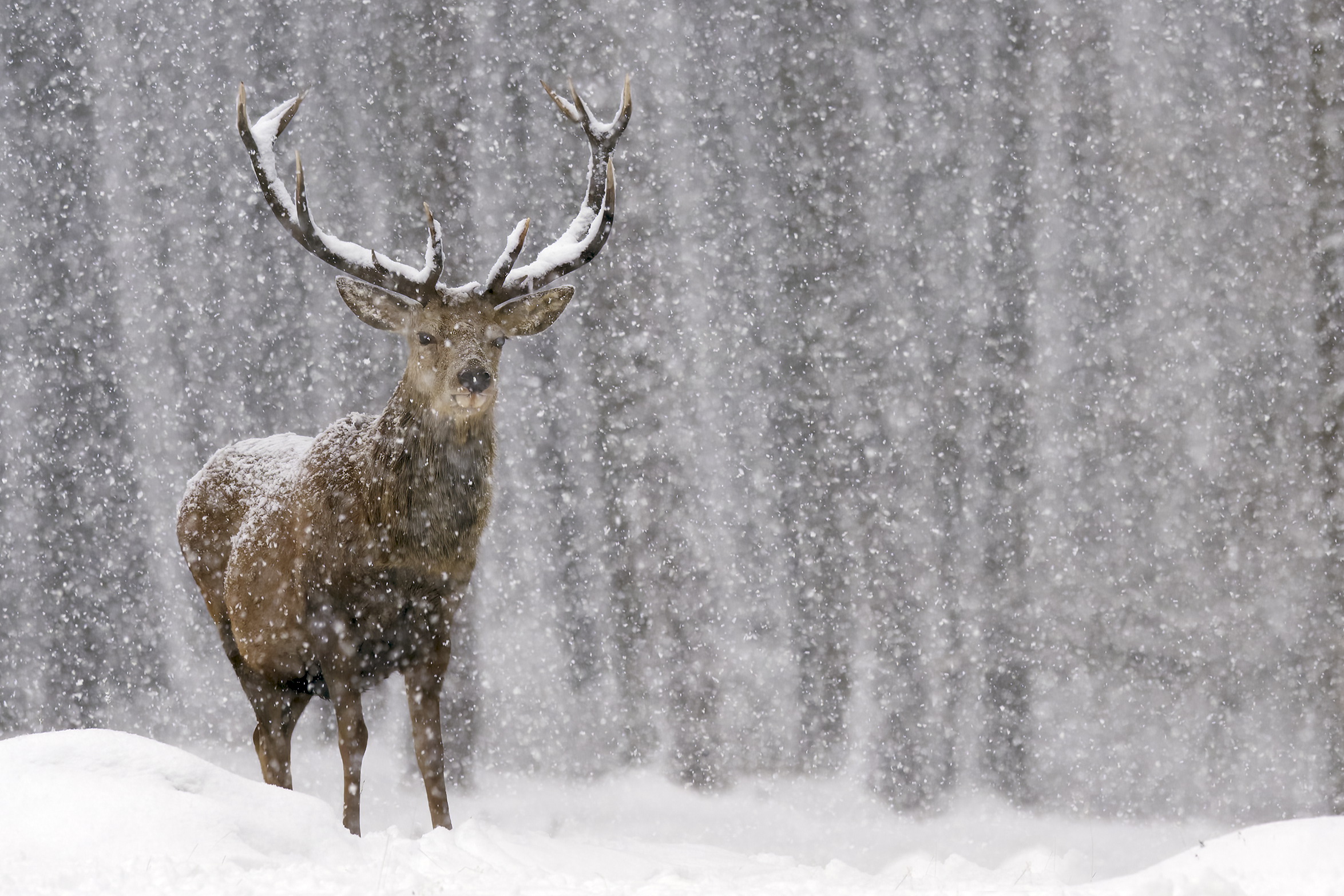 Red deer | Cervus elaphus