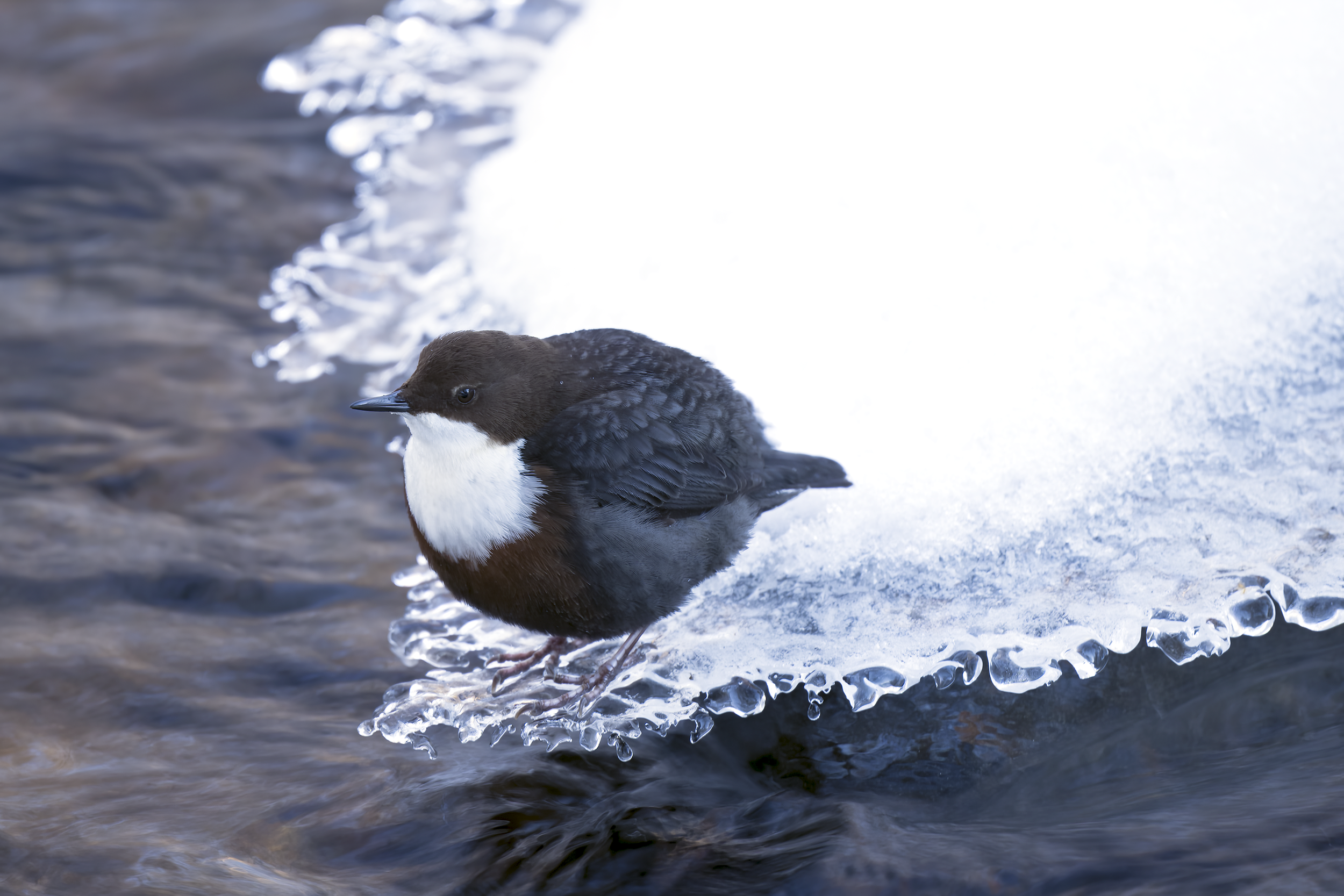 Dipper | Cinclus cinclus