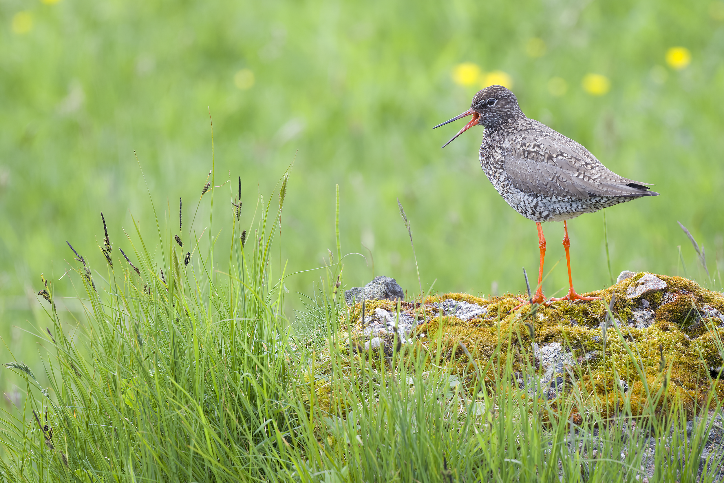 Redshank | Tringa totanus