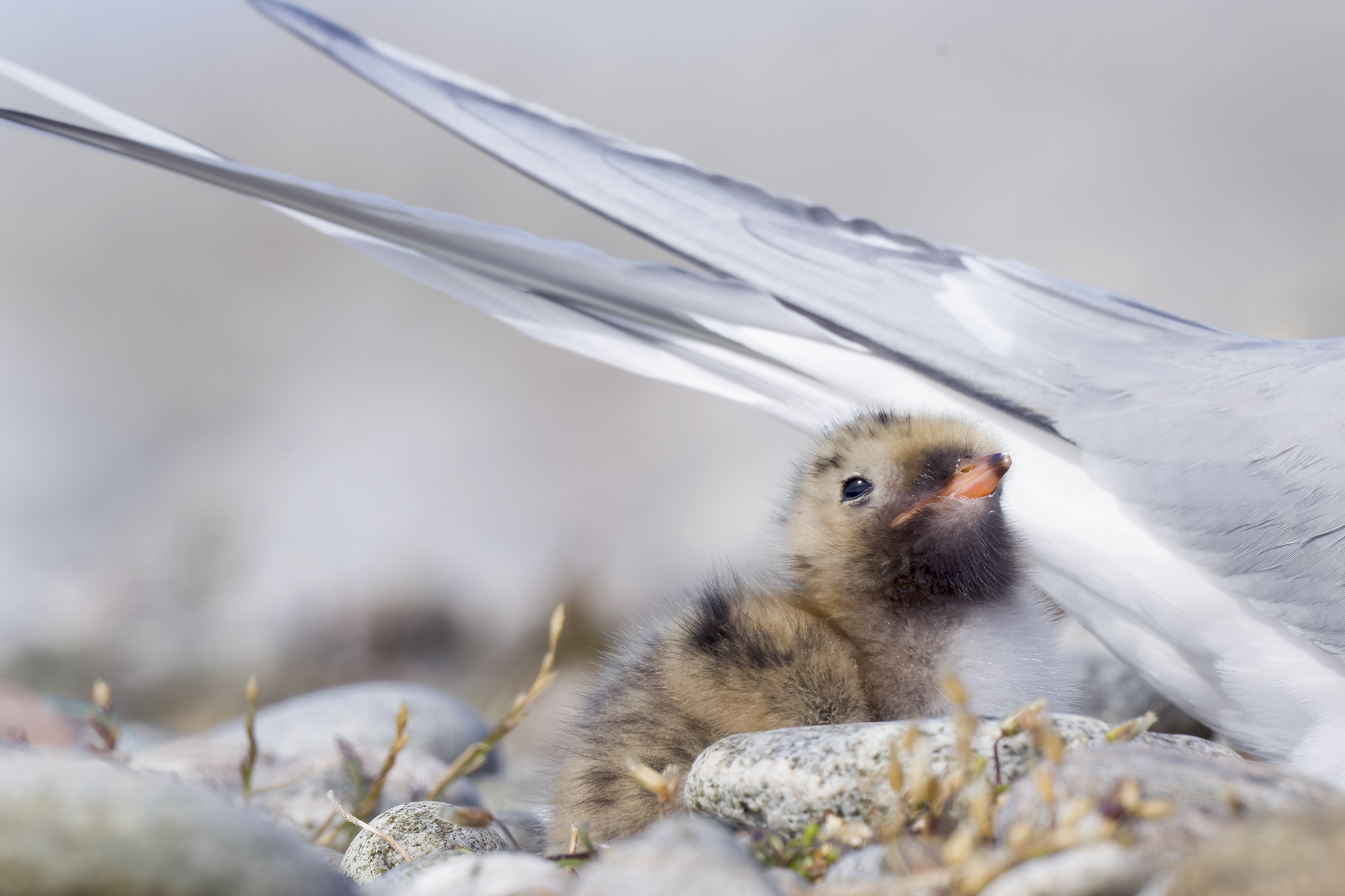 Arctic Tern | Sterna paradisaea