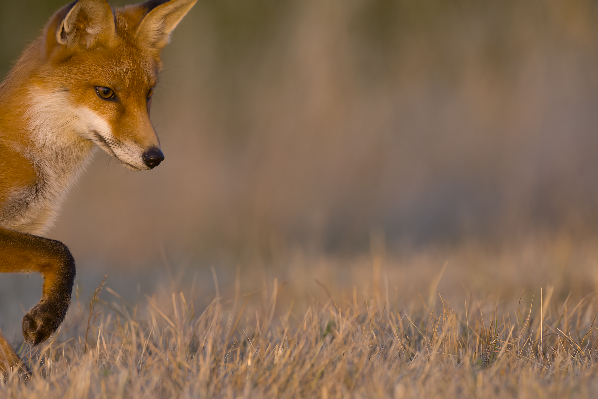 Red fox | Vulpes vulpes