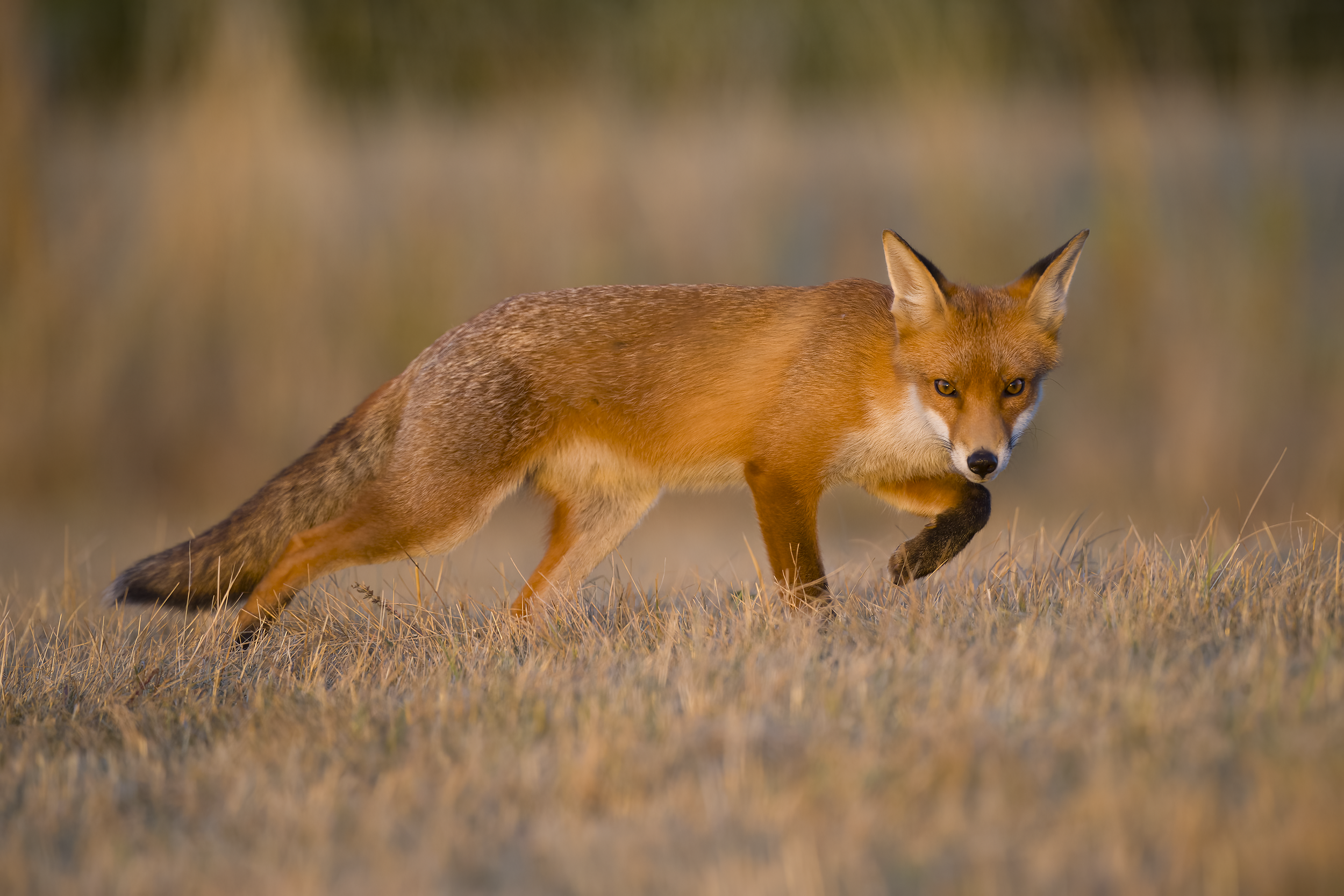 Red fox | Vulpes vulpes