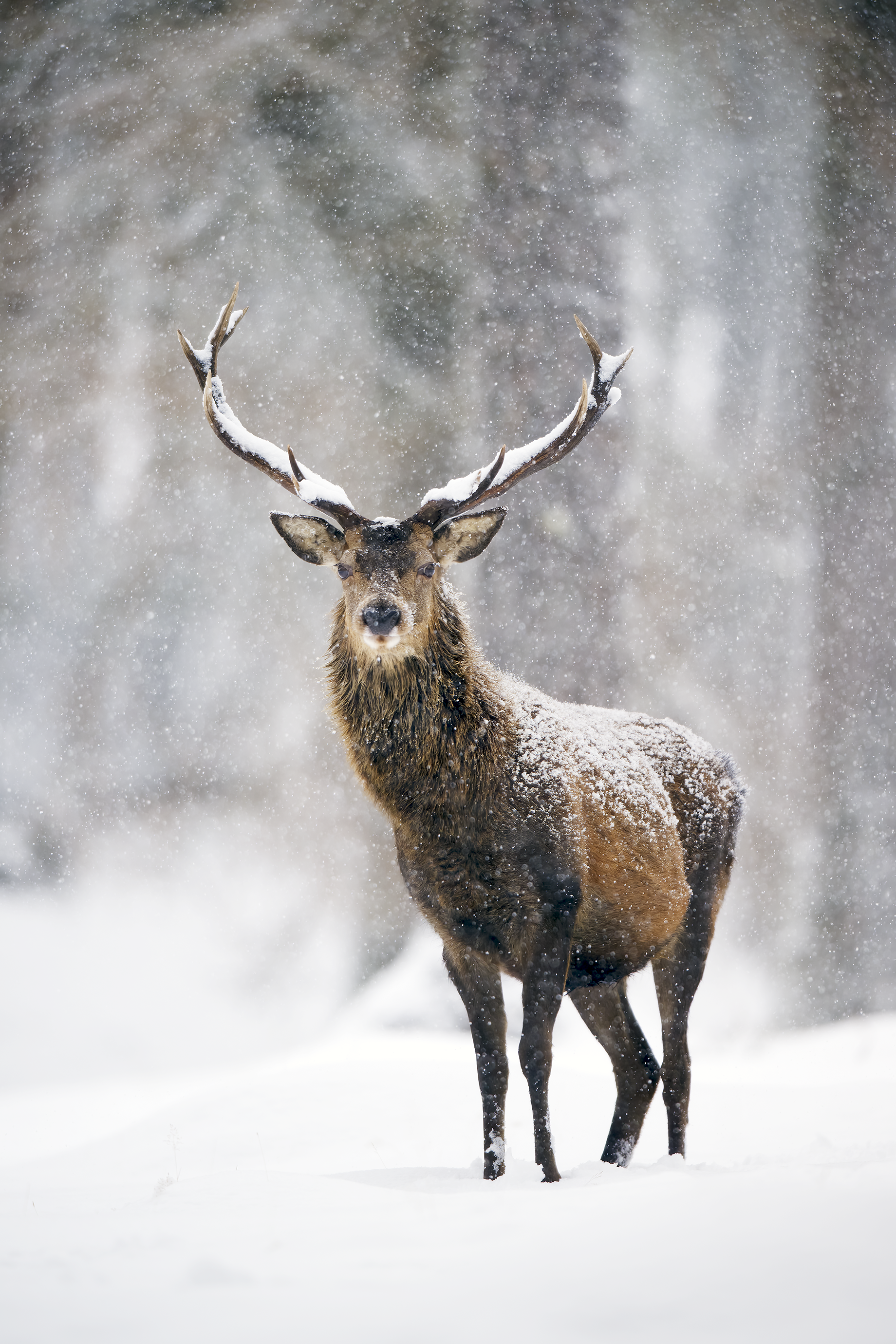 Red deer | Cervus elaphus