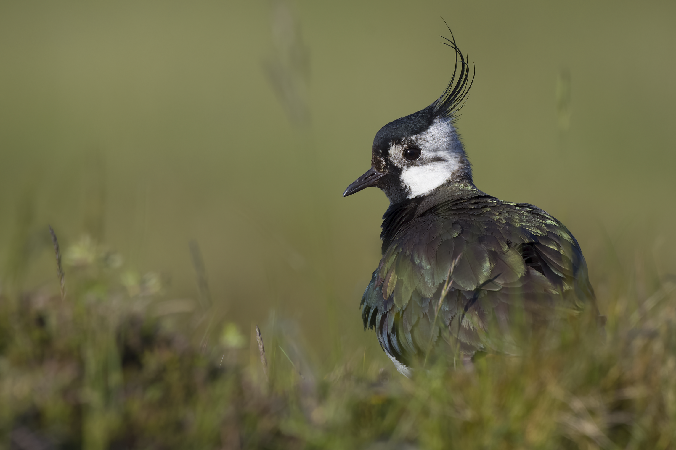 Lapwing | Vanellus vanellus