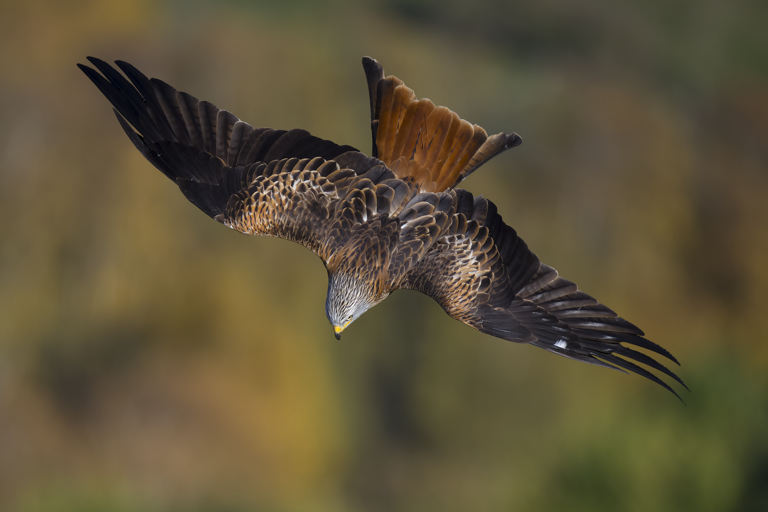 Red Kite | Milvus milvus