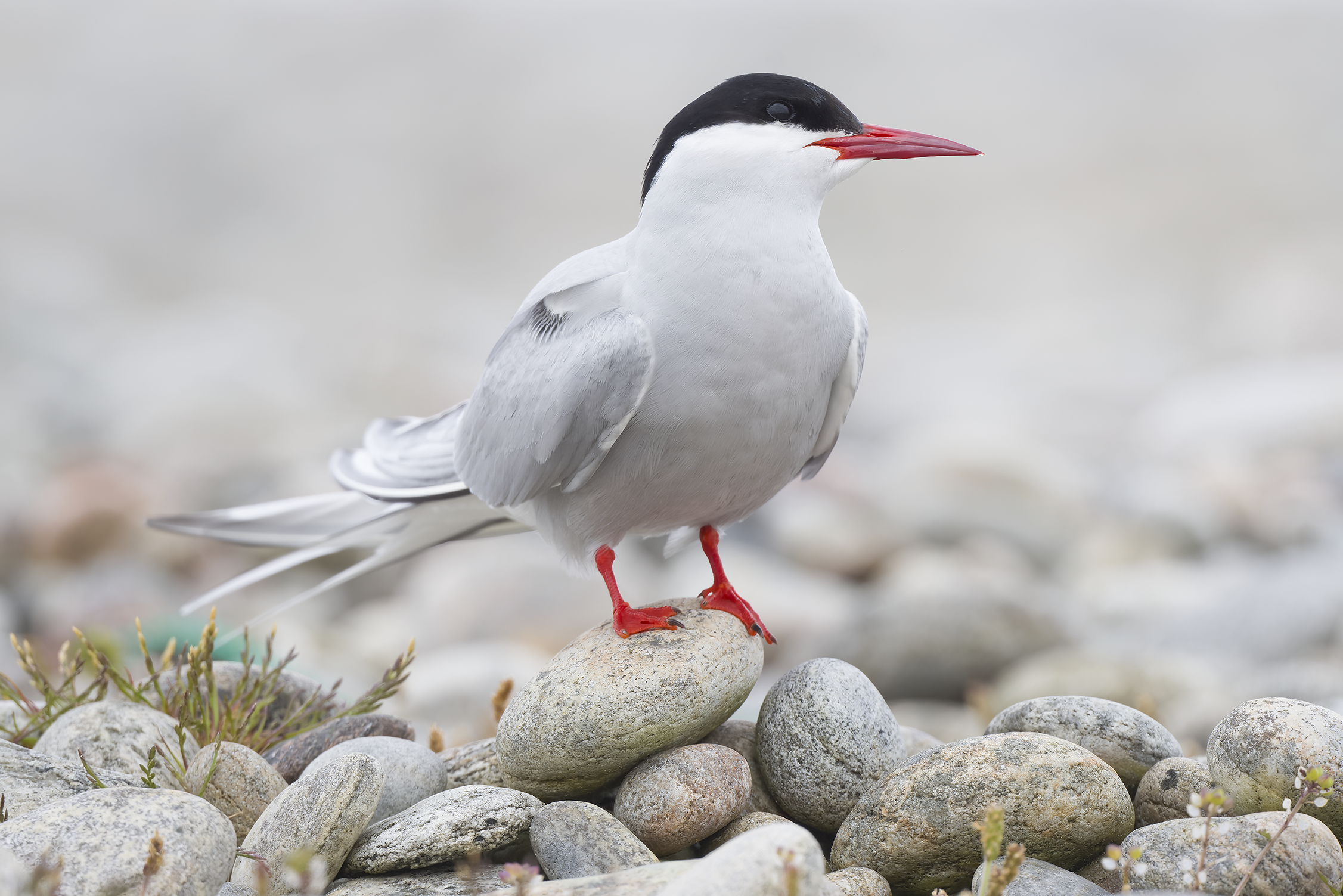 Arctic Tern | Sterna paradisaea
