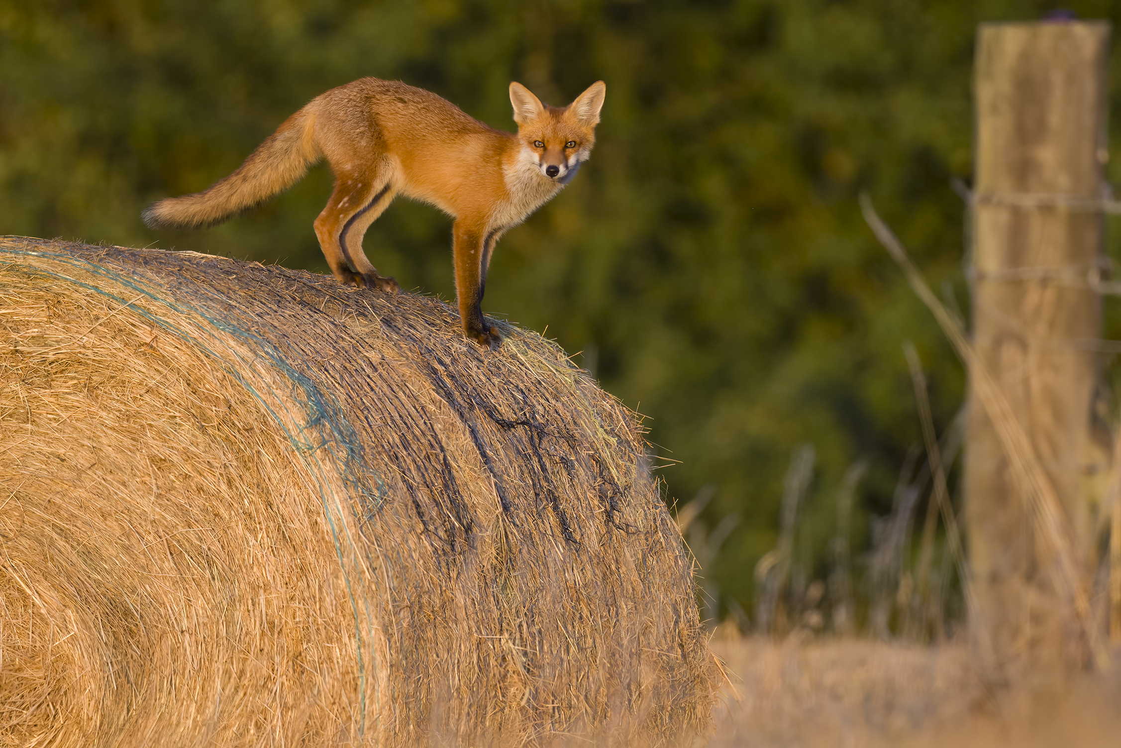 Red fox | Vulpes vulpes
