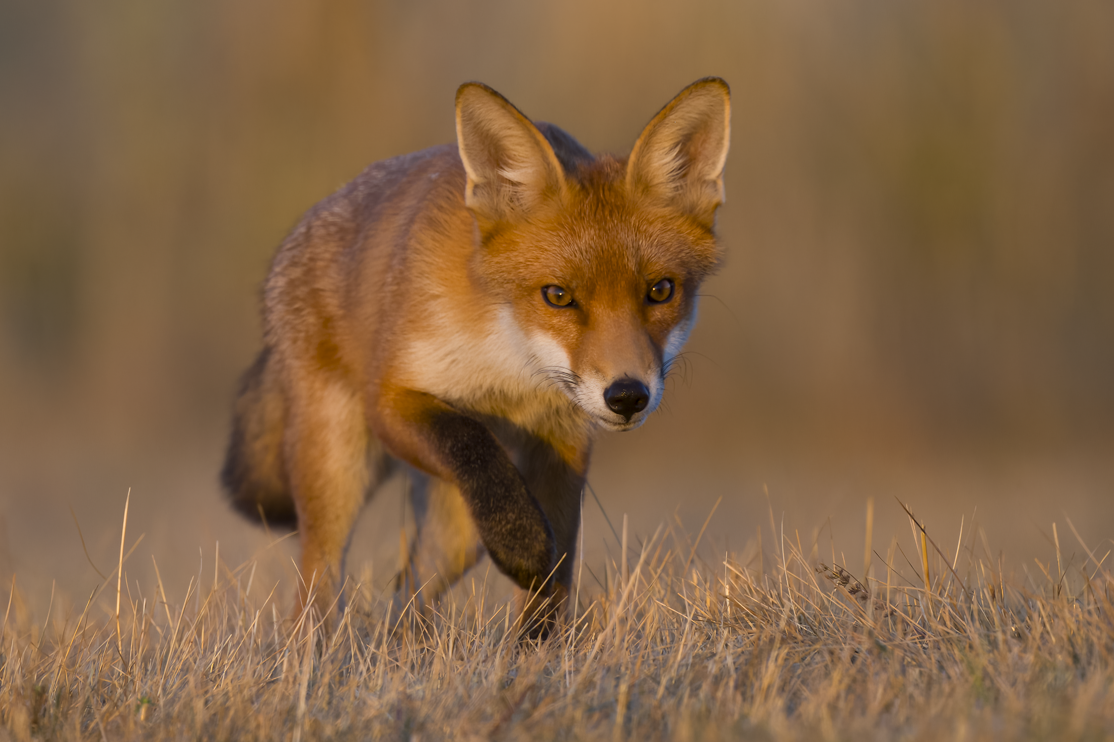 Red fox | Vulpes vulpes