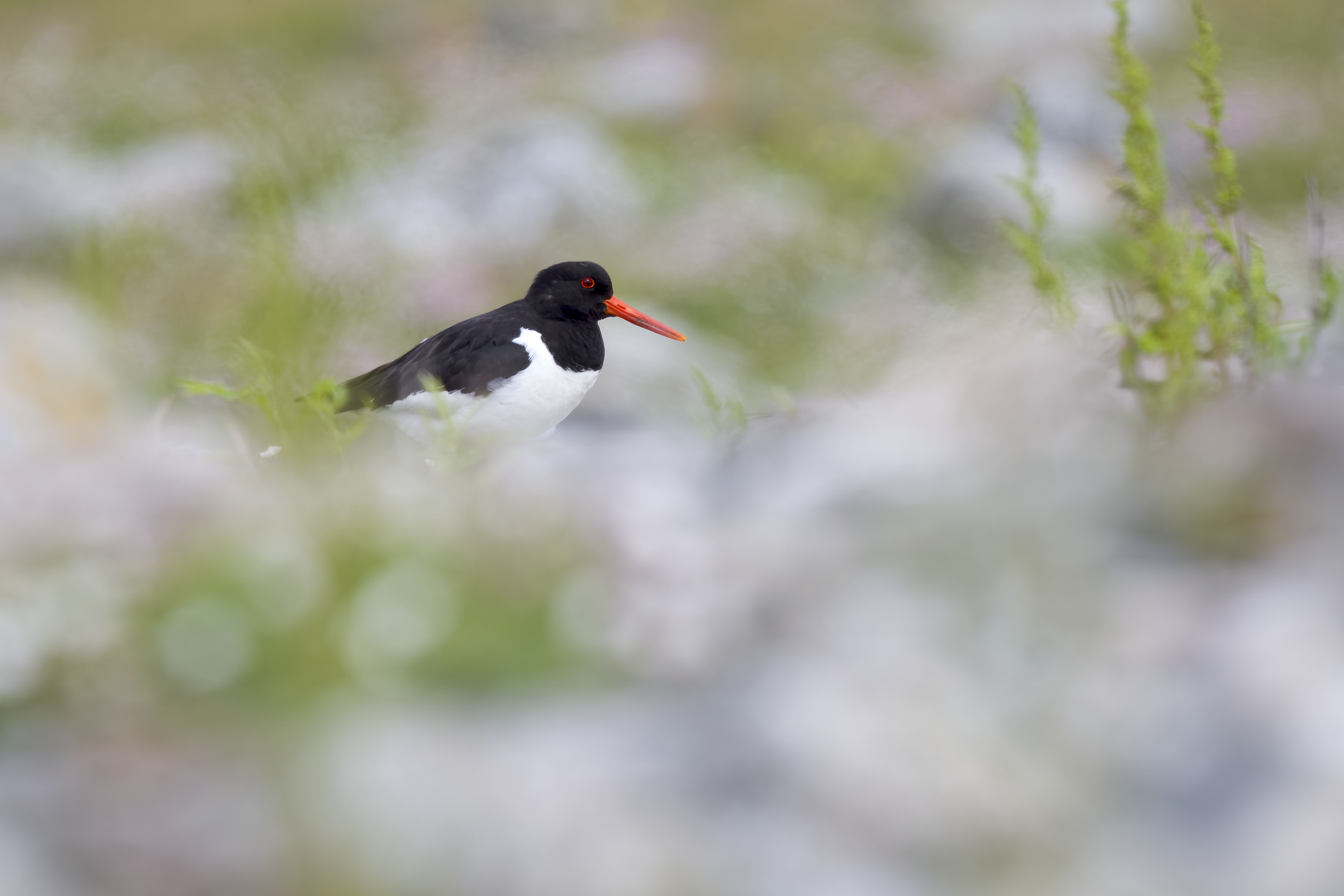Oystercatcher | Haematopus ostralegus