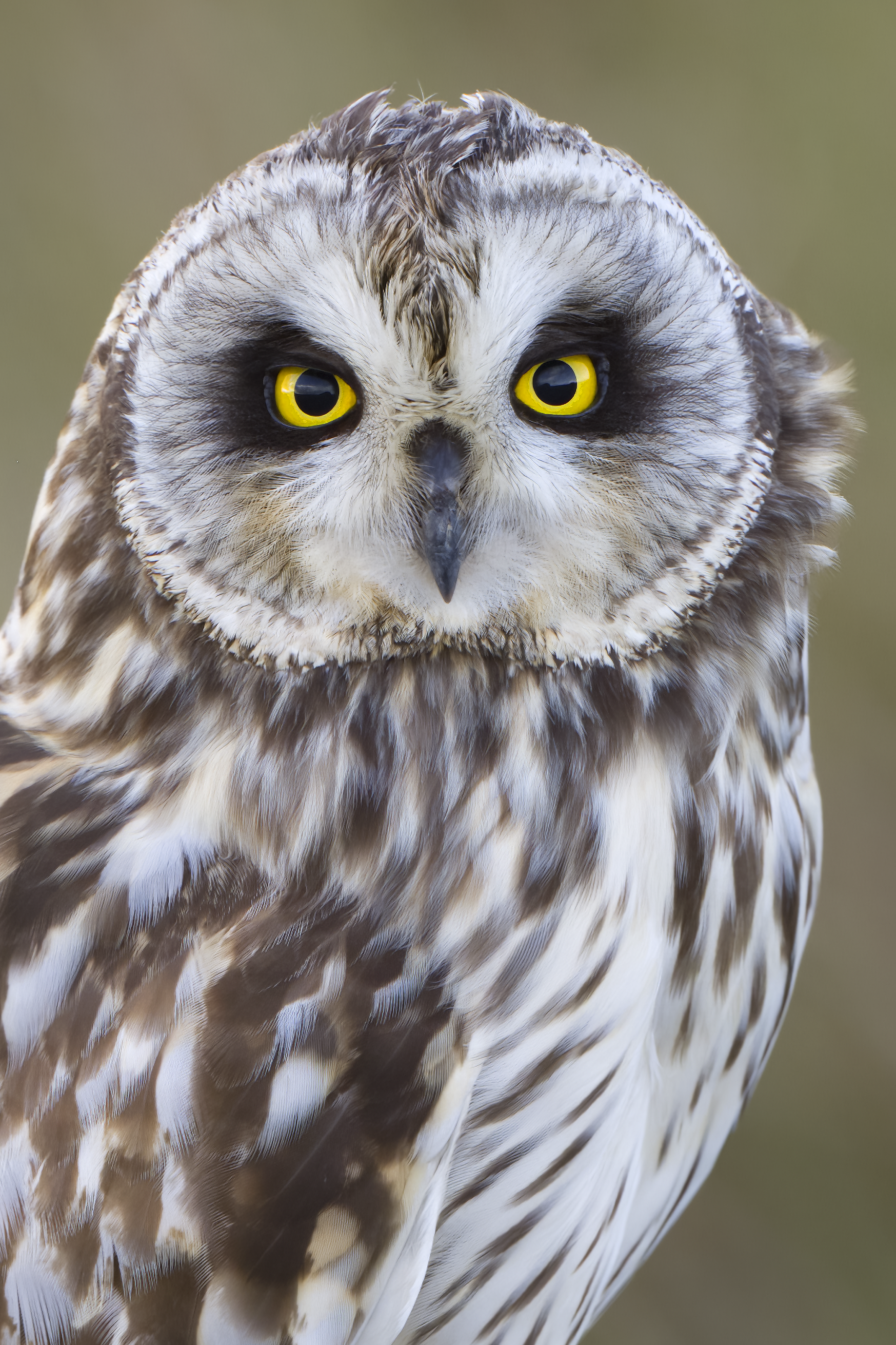 Short-eared Owl | Asio flammeus 
