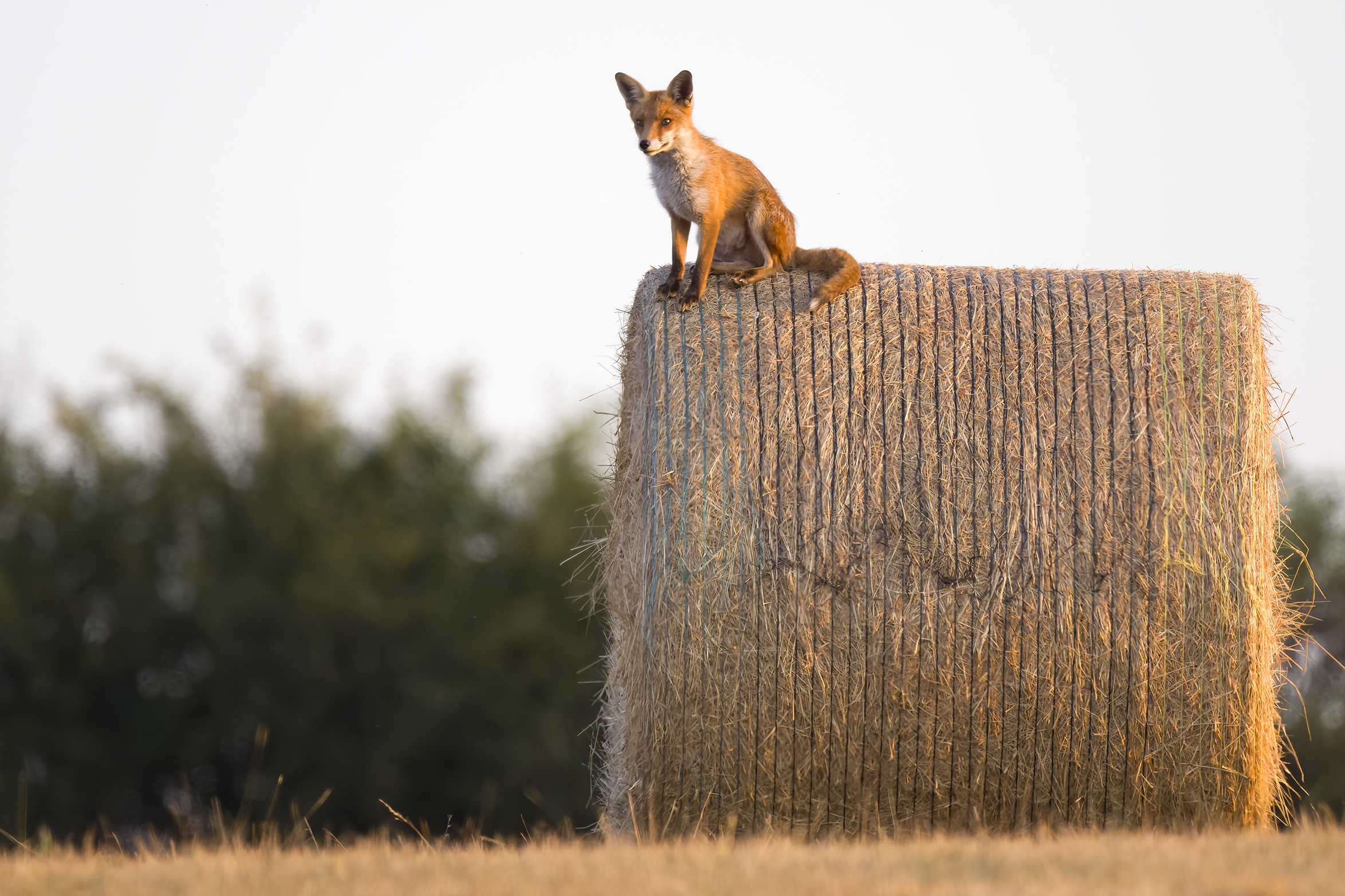 Red fox | Vulpes vulpes