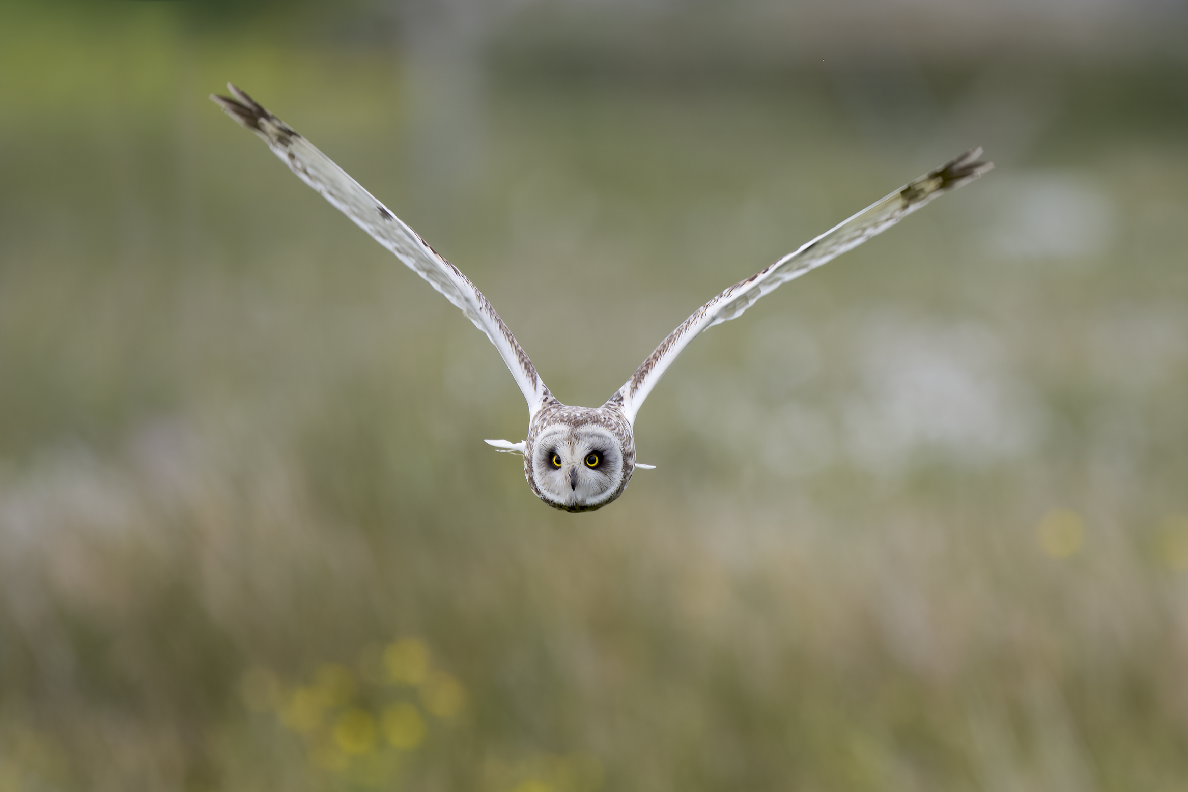 Short-eared Owl | Asio flammeus 
