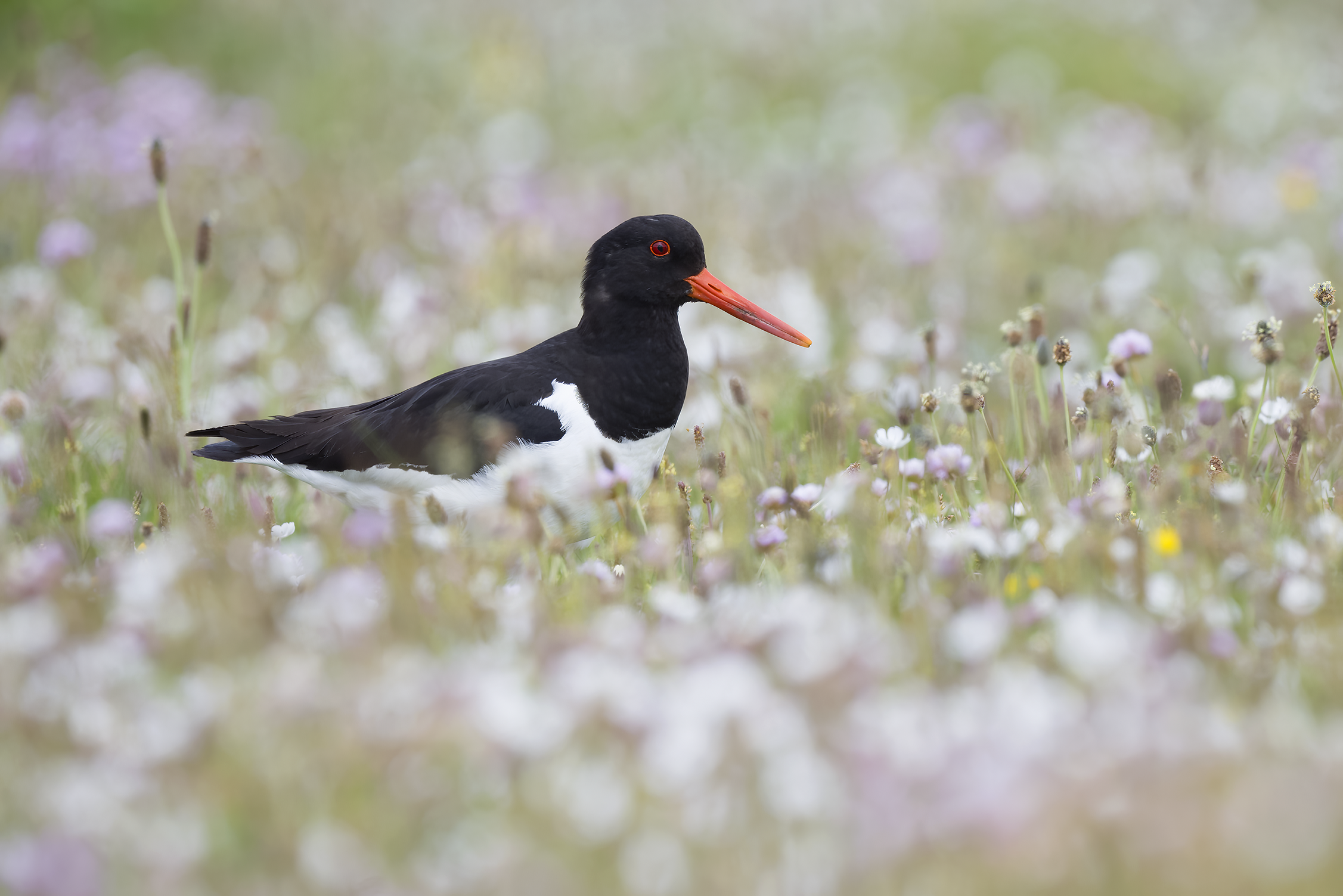 Oystercatcher | Haematopus ostralegus