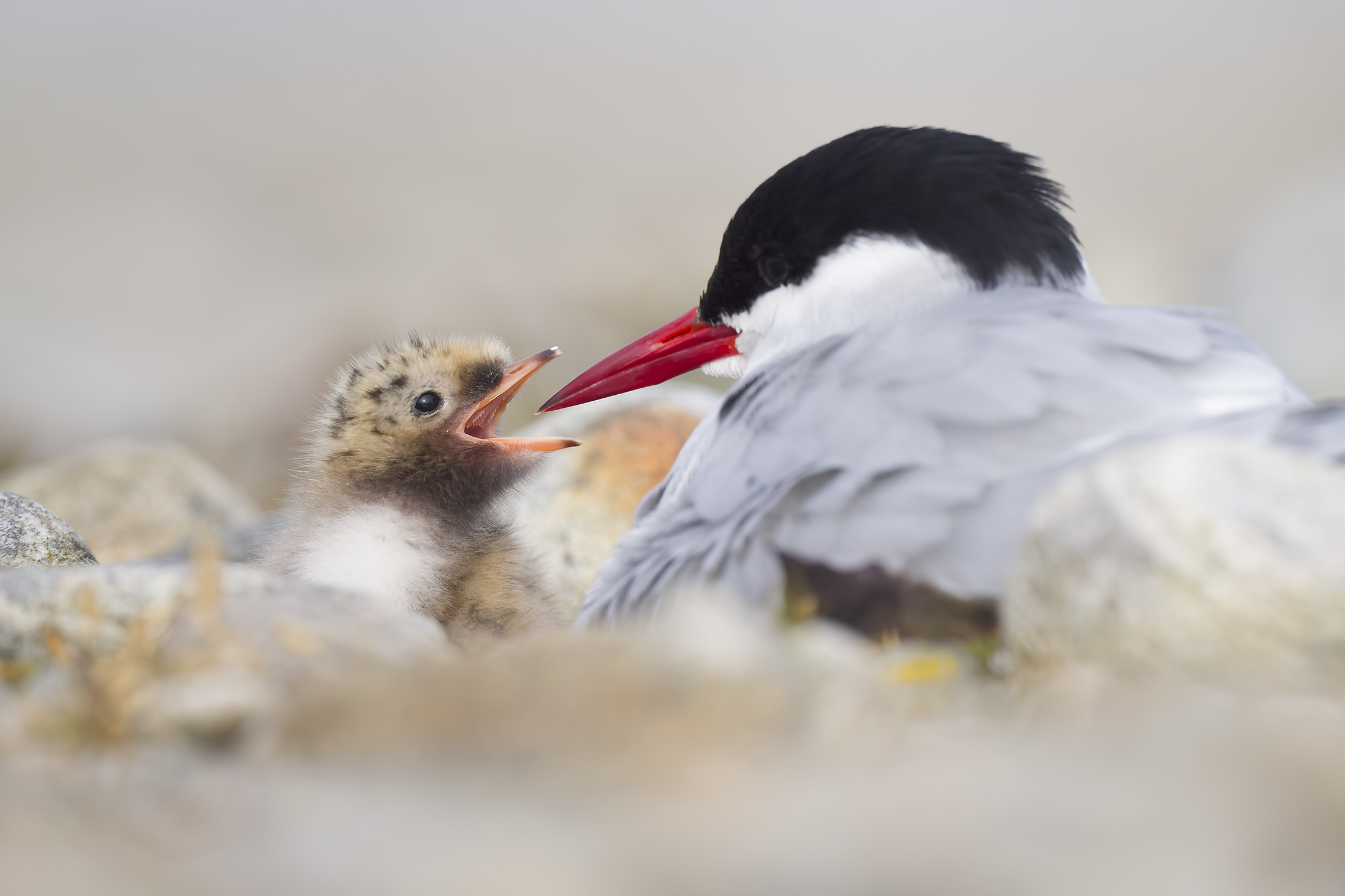 Arctic Tern | Sterna paradisaea