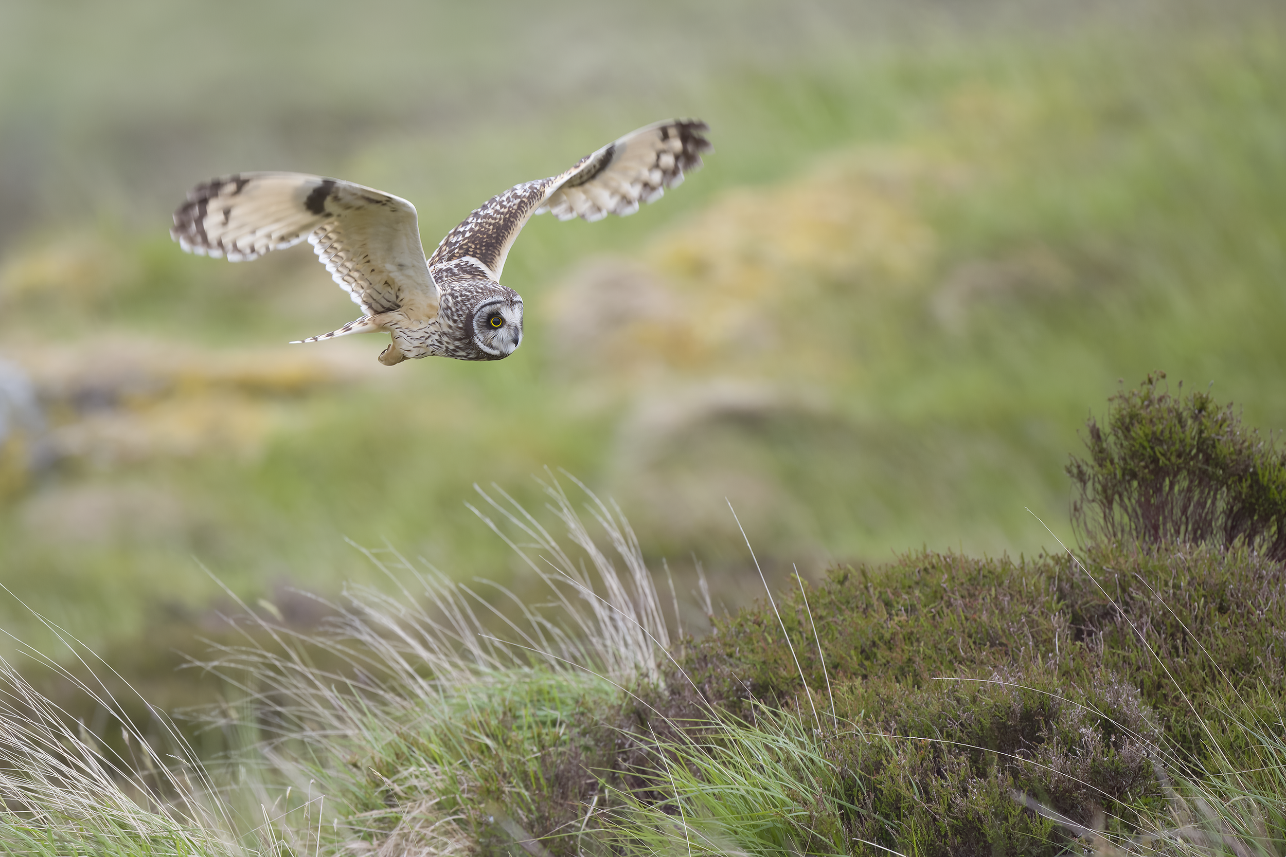Short-eared Owl | Asio flammeus 