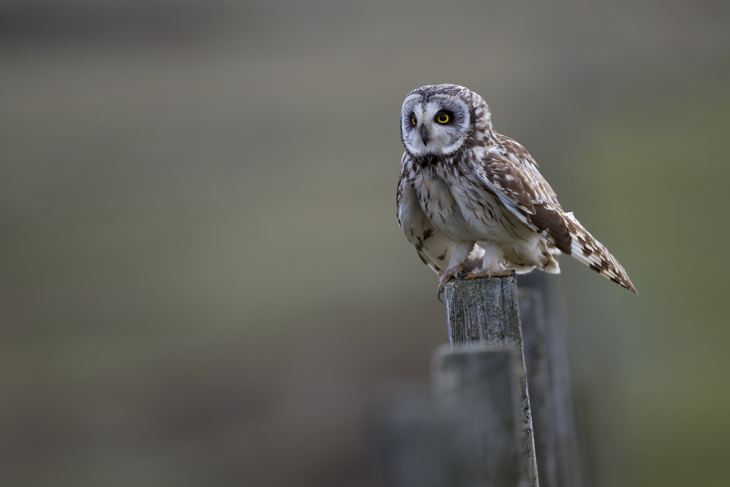 Short-eared Owl | Asio flammeus 