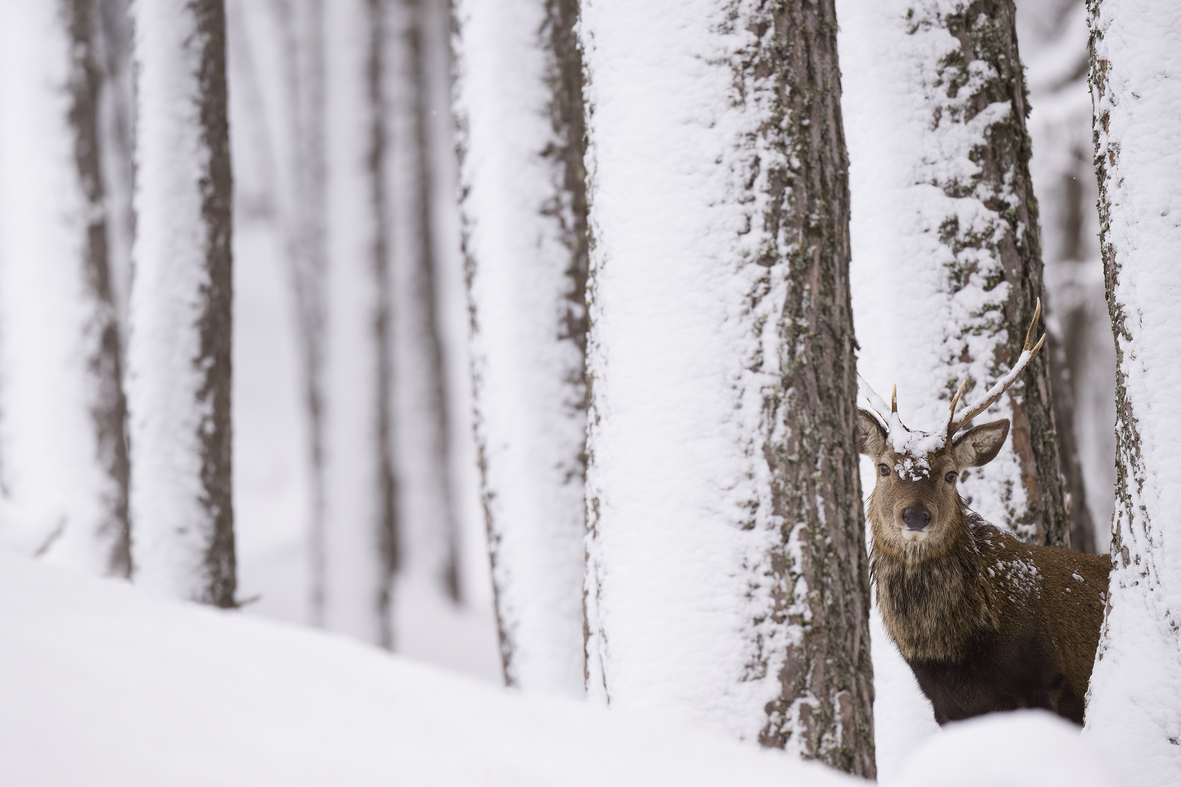 Red deer | Cervus elaphus