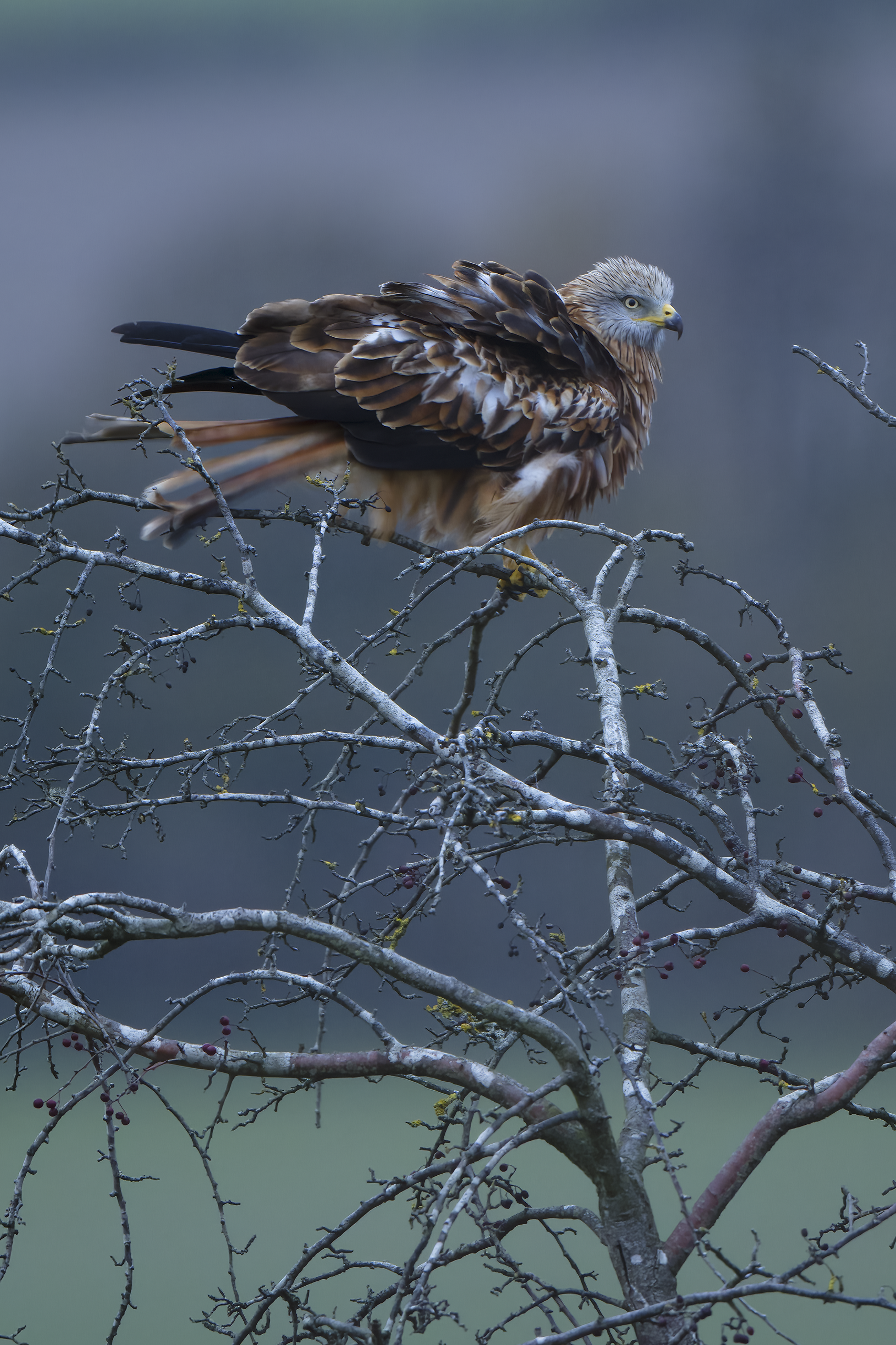 Red Kite | Milvus milvus