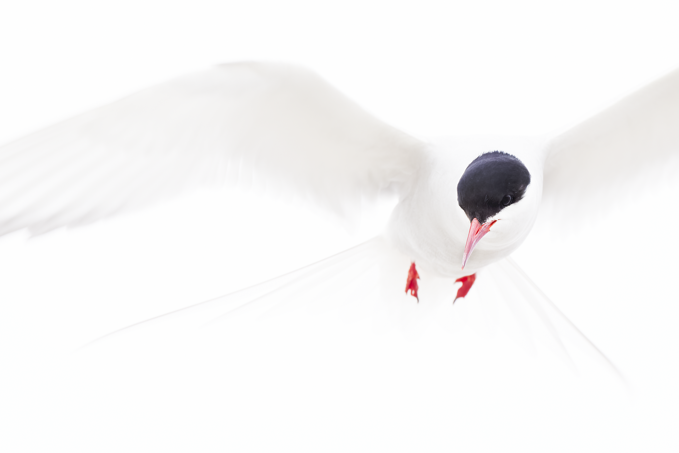 Arctic Tern | Sterna paradisaea