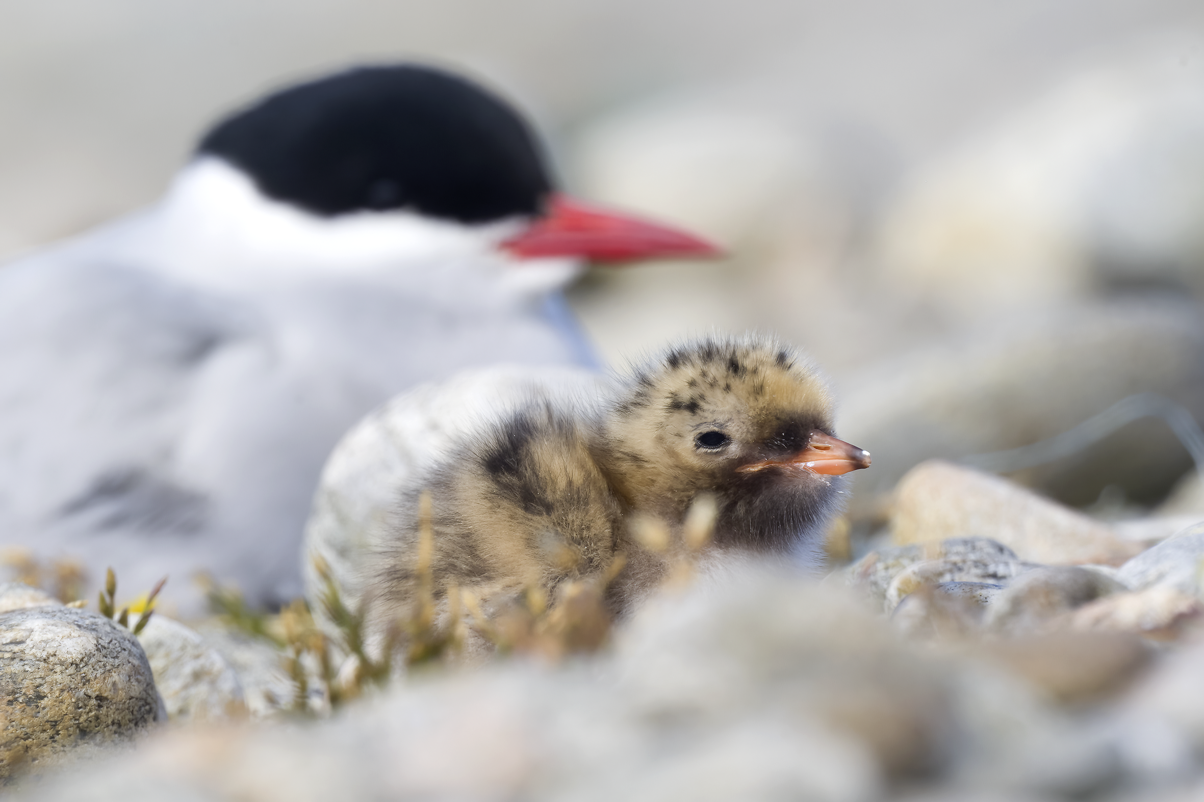 Arctic Tern | Sterna paradisaea