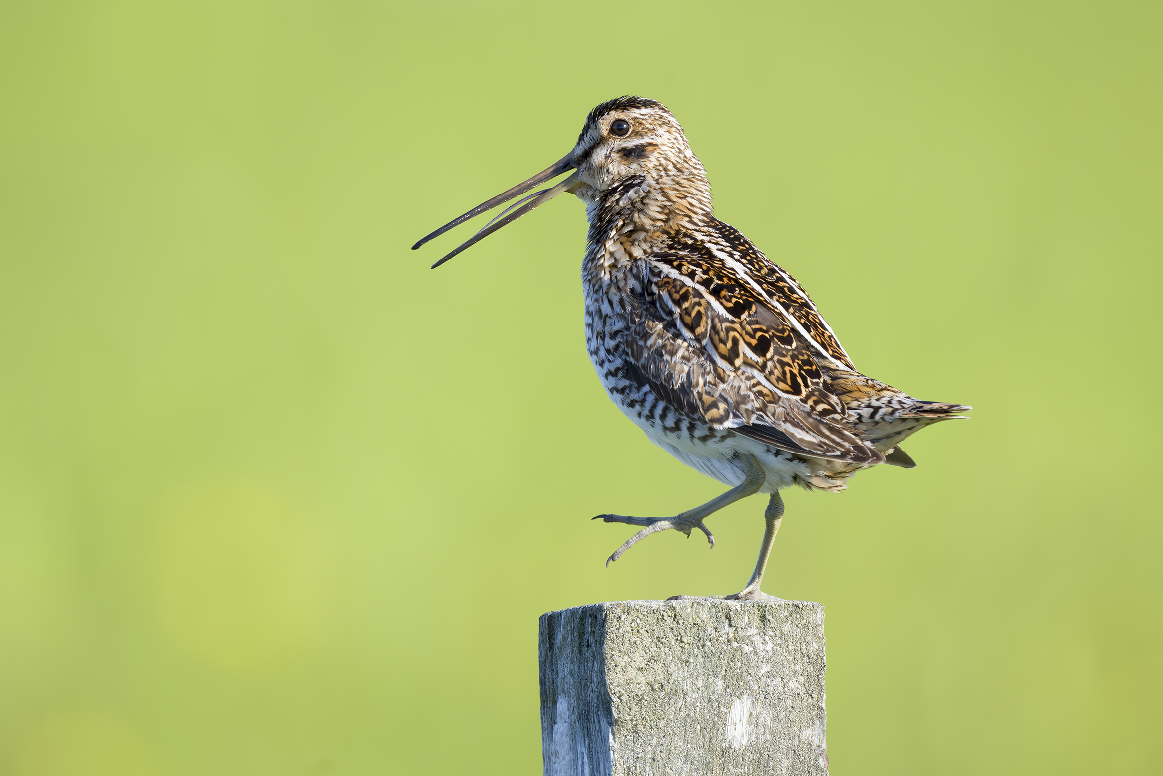 Common Snipe |  Gallinago gallinago