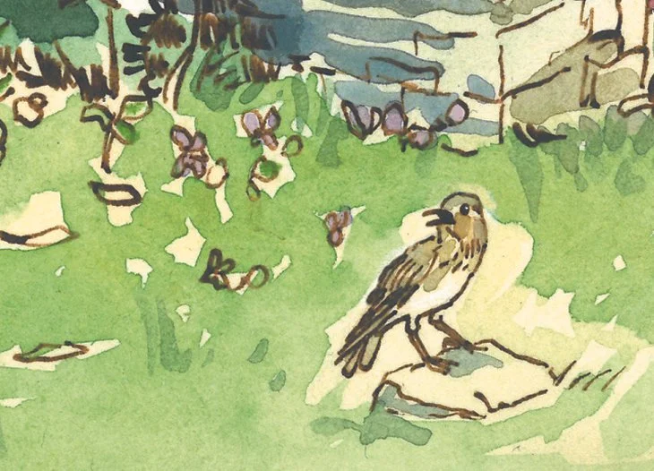Oiseau, détail, encre et aquarelle