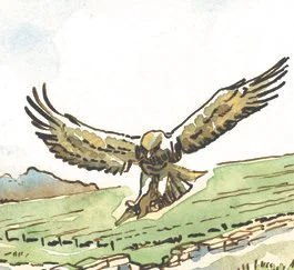Aigle, détail, encre et aquarelle
