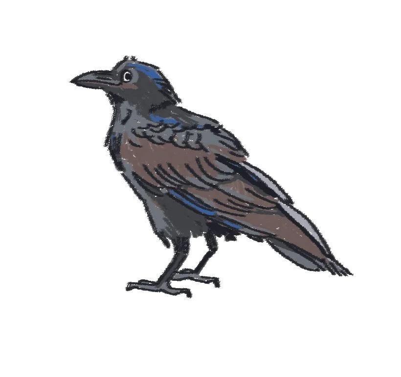 Corbeau, détail, numérique