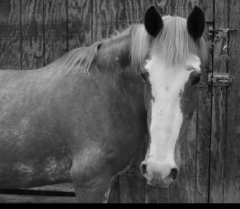 It is with a heavy heart that we announce that we had to put down our lifelong friend, Pinky (Pink Roses) yesterday at the age of 25 due to cancer. Pinky was a Strawderman staple and was a camp favorite for many for a long time. Pinky, thank you for 