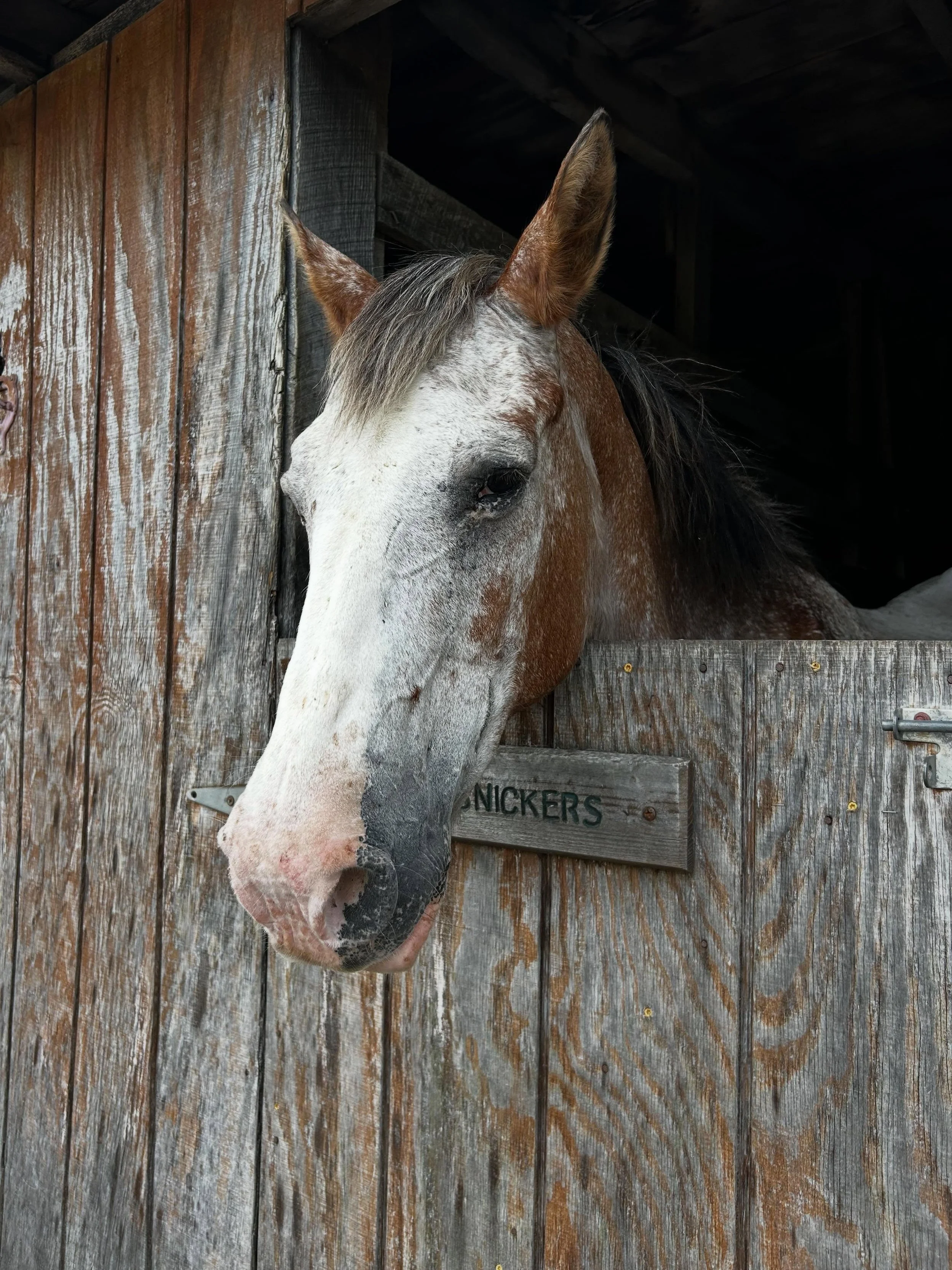 We are so sad to share that yesterday we had to put down one of our eldest horses here at Strawderman. Snickers was one of the most amazing Strawderman horses who helped girls grow in their confidence and riding skill every summer. Thank you Snickers