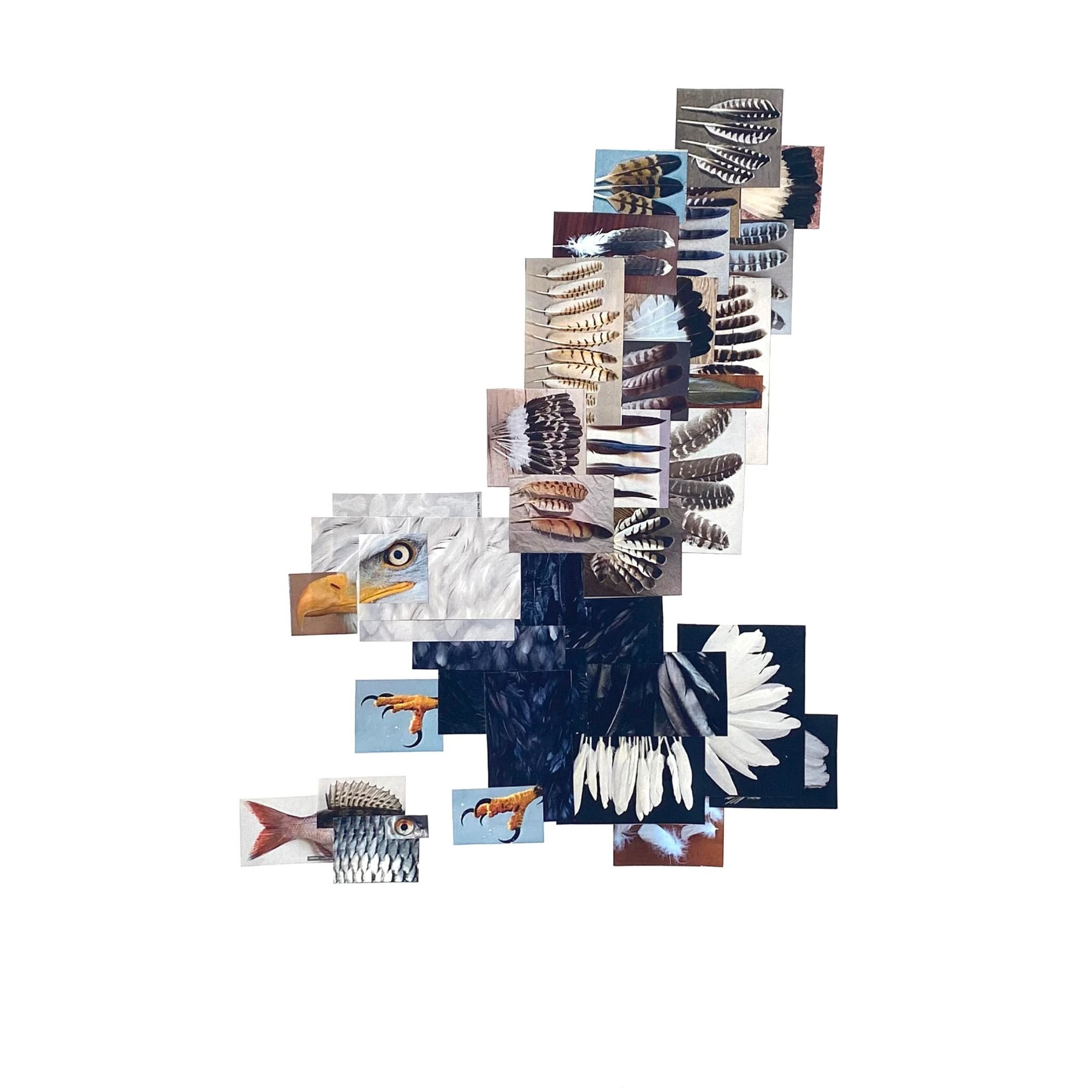 Collage of bird images, including an eagle, hawk, fish, feathers, and bird head, arranged in a layered, abstract pattern.