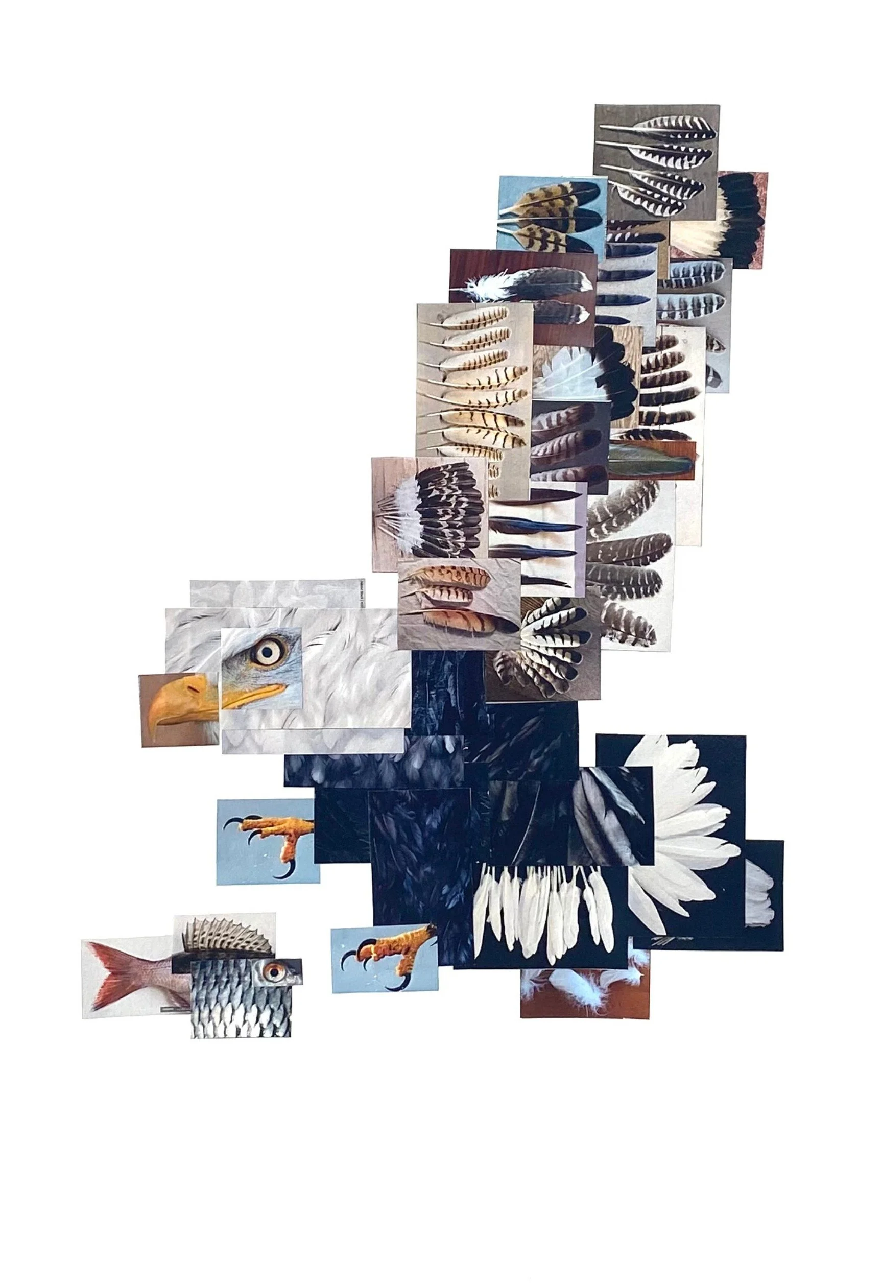 Collage of various bird feathers and images of birds, including an eagle and a hawk.