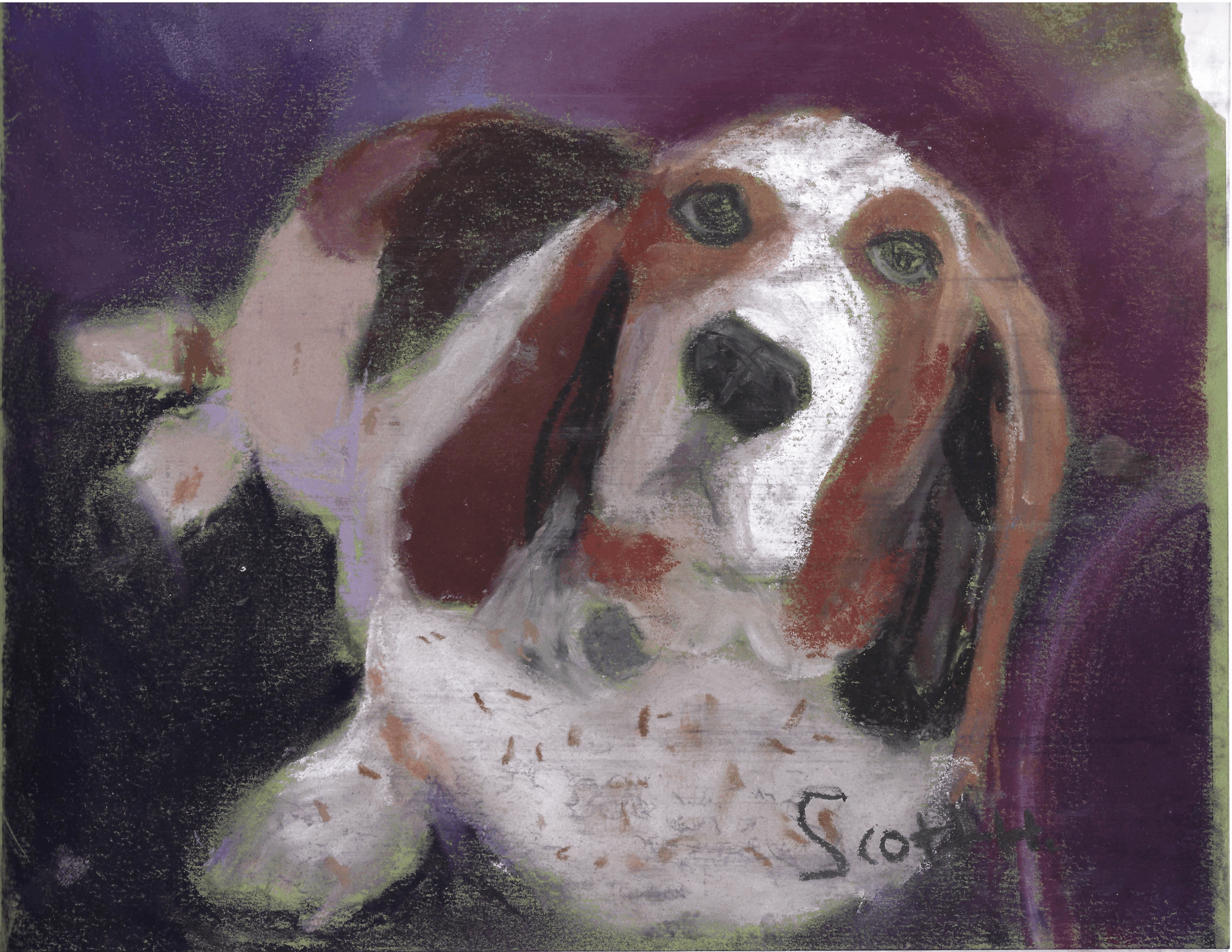 Animals - Beans the Dog