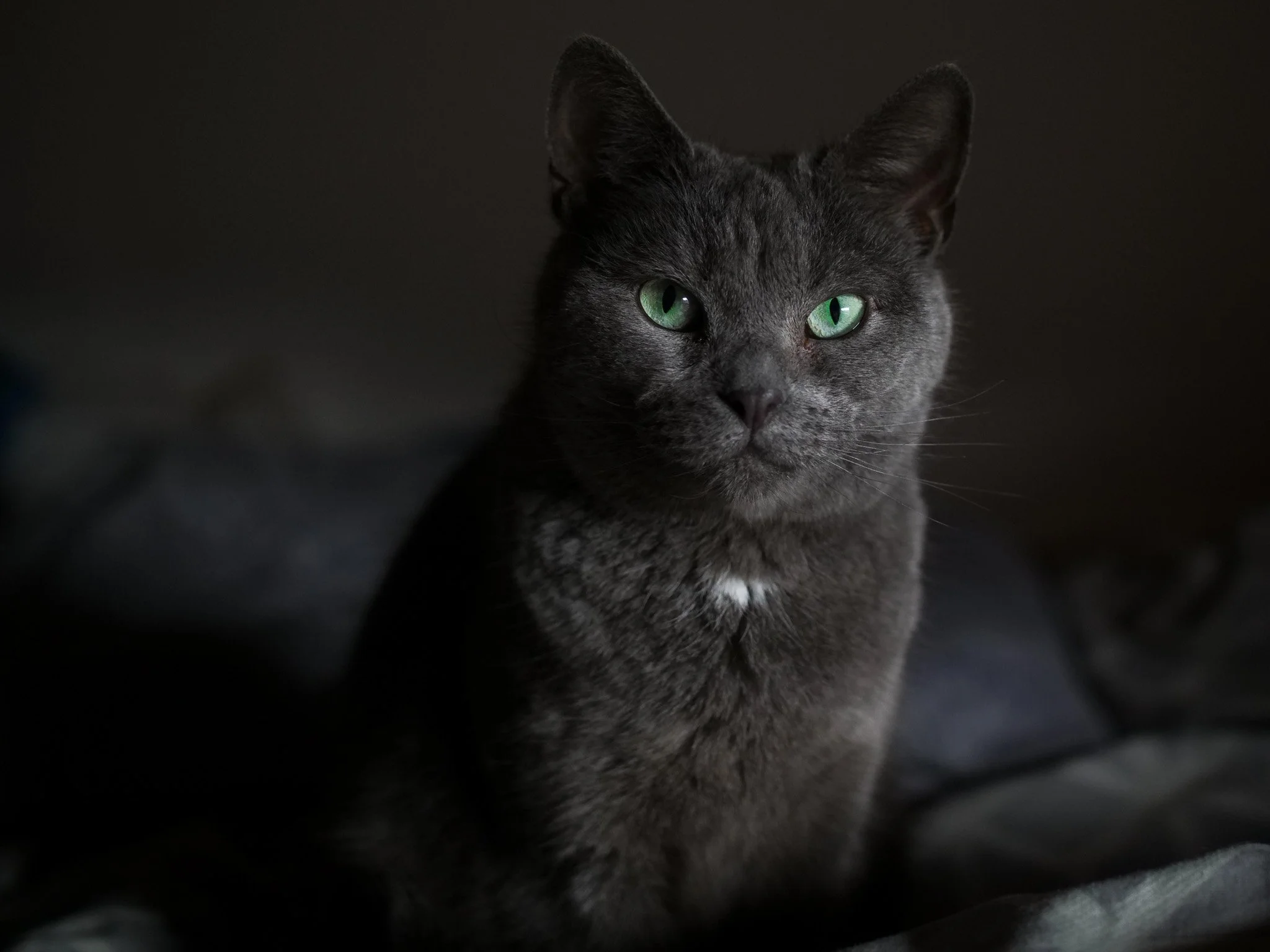Close-up of a gray cat with green eyes, looking directly at the camera against a dark background.