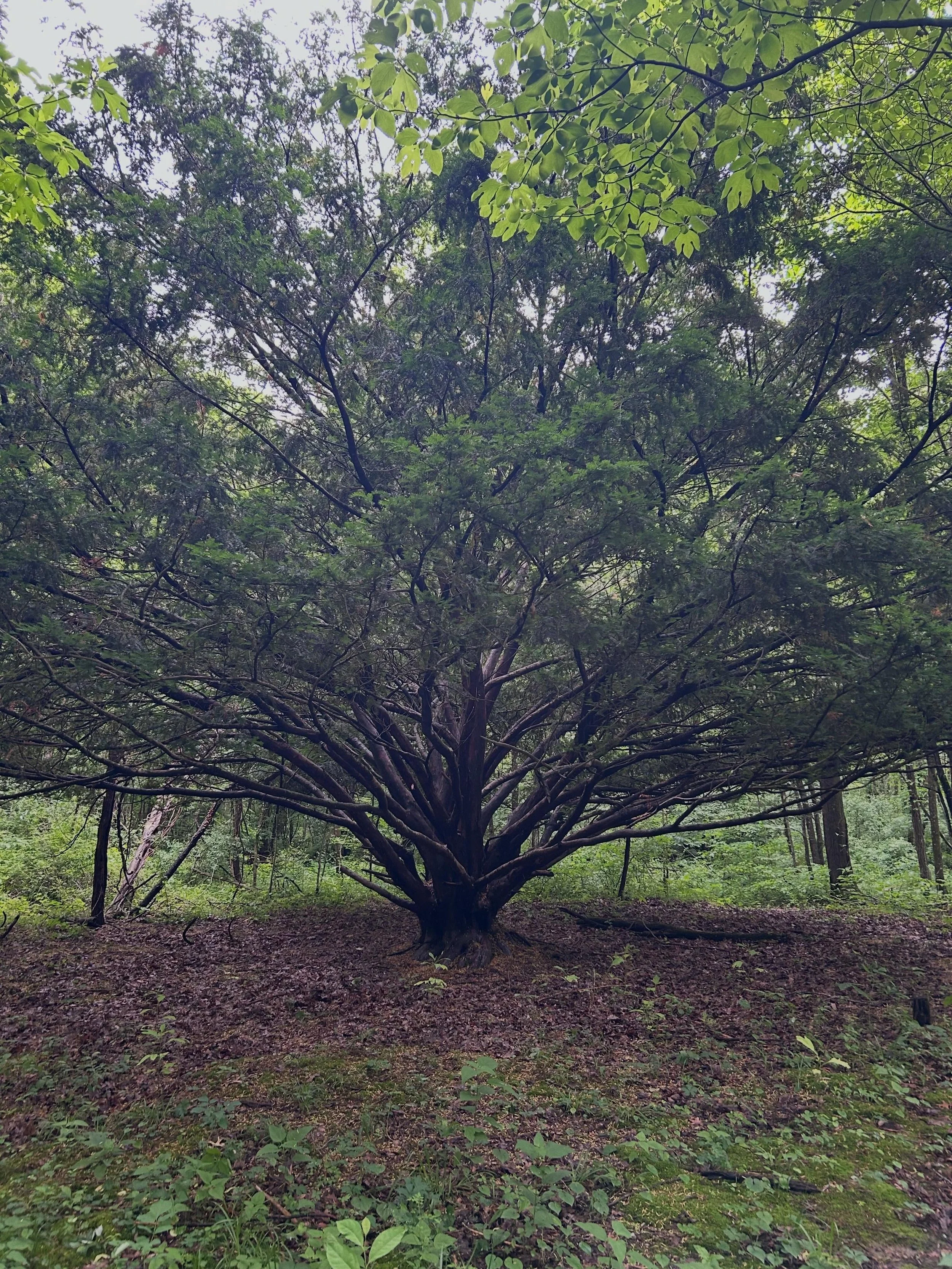 Park route 3.jpg